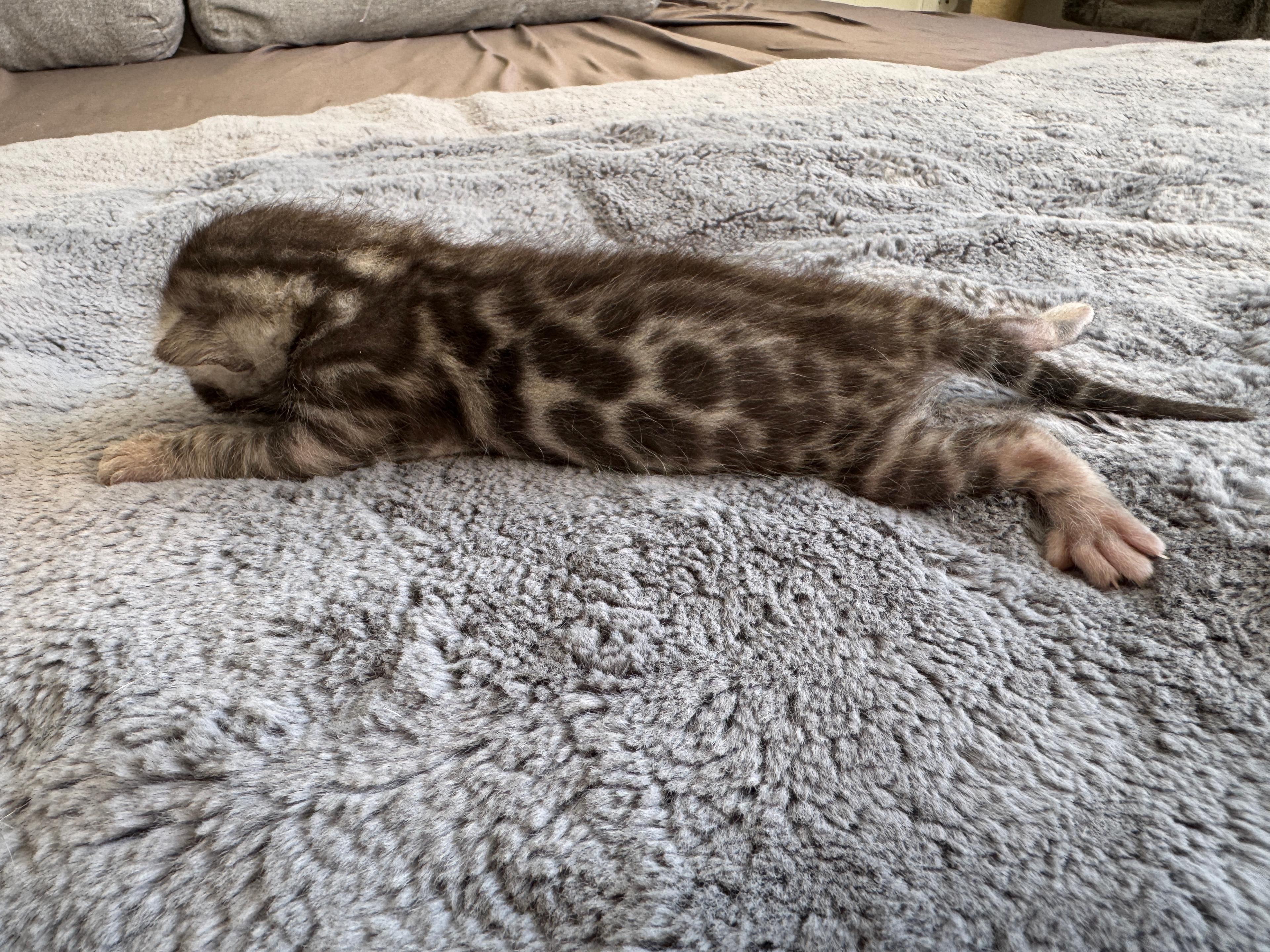 Caesar, a Silver (Black) Spotted Tabby Bengal male kitten. Born Jun 12, 2025. Status: Available. Expected to move to Slovakia. - Photo 1