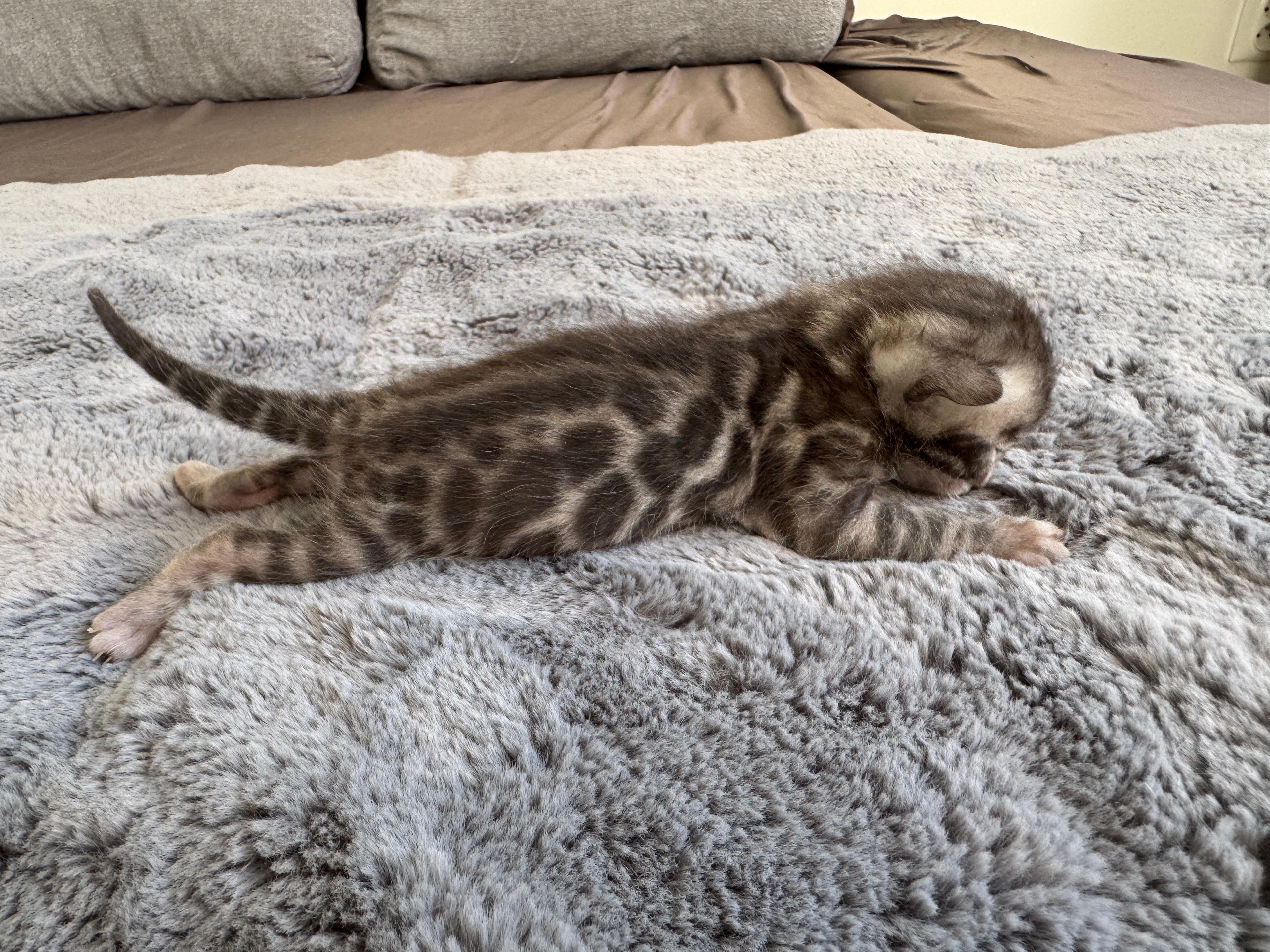 Caesar, a Silver (Black) Spotted Tabby Bengal male kitten. Born Jun 12, 2025. Status: Available. Expected to move to Slovakia. - Photo 5