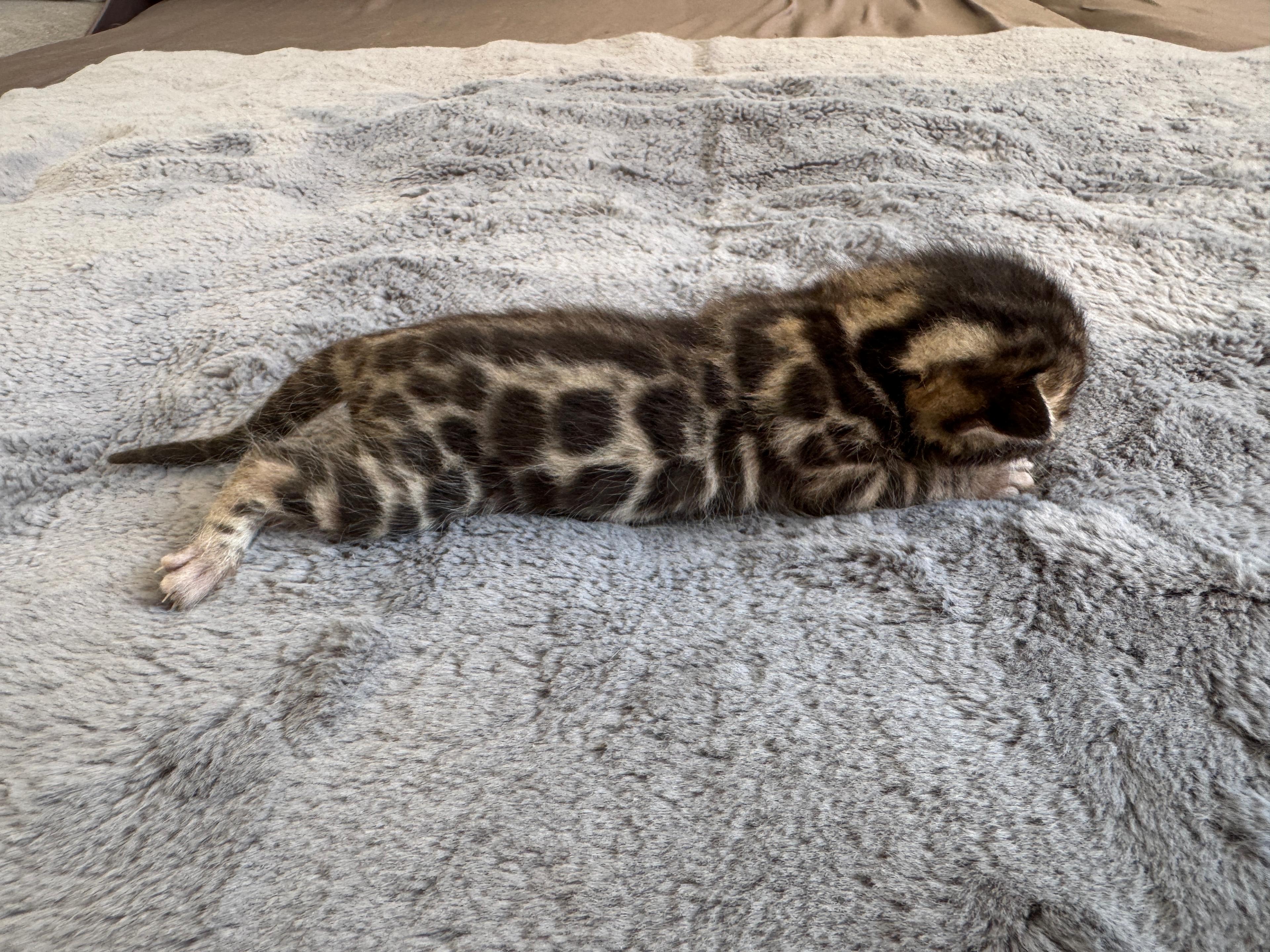 Cait, a Brown (Black) Spotted Tabby Bengal female kitten. Born Jun 12, 2025. Status: Sold. Expected to move to Slovakia. - Photo 1