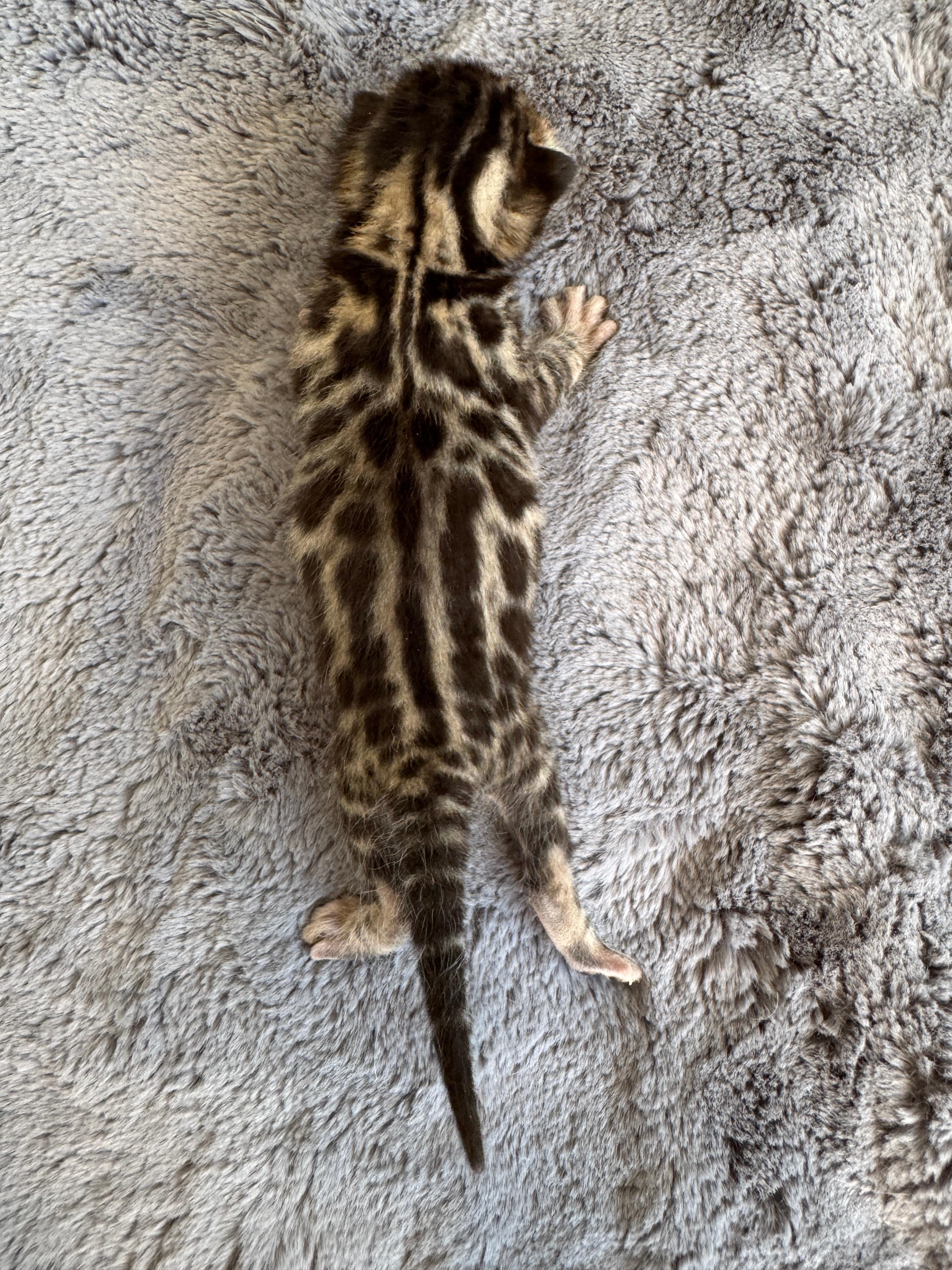 Cait, a Brown (Black) Spotted Tabby Bengal female kitten. Born Jun 12, 2025. Status: Sold. Expected to move to Slovakia. - Photo 2