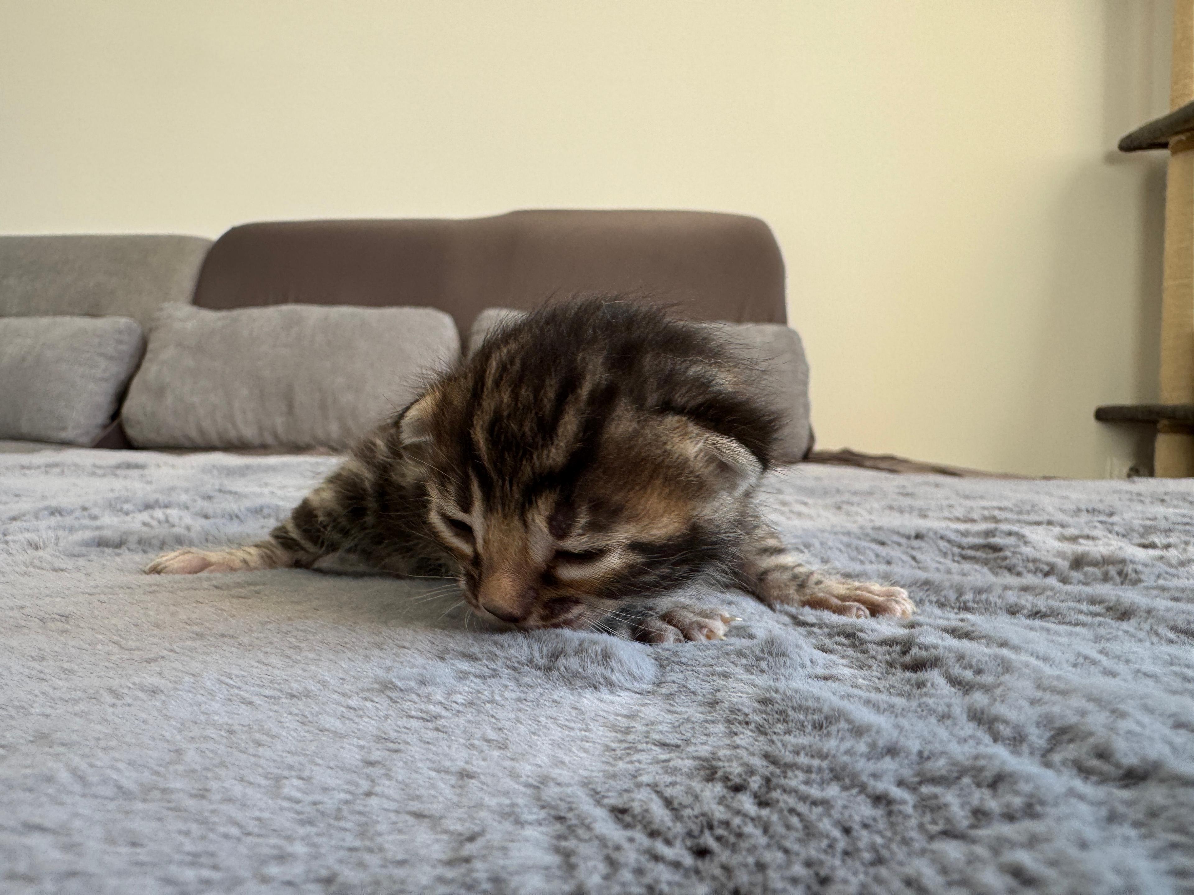 Cait, a Brown (Black) Spotted Tabby Bengal female kitten. Born Jun 12, 2025. Status: Sold. Expected to move to Slovakia. - Photo 3