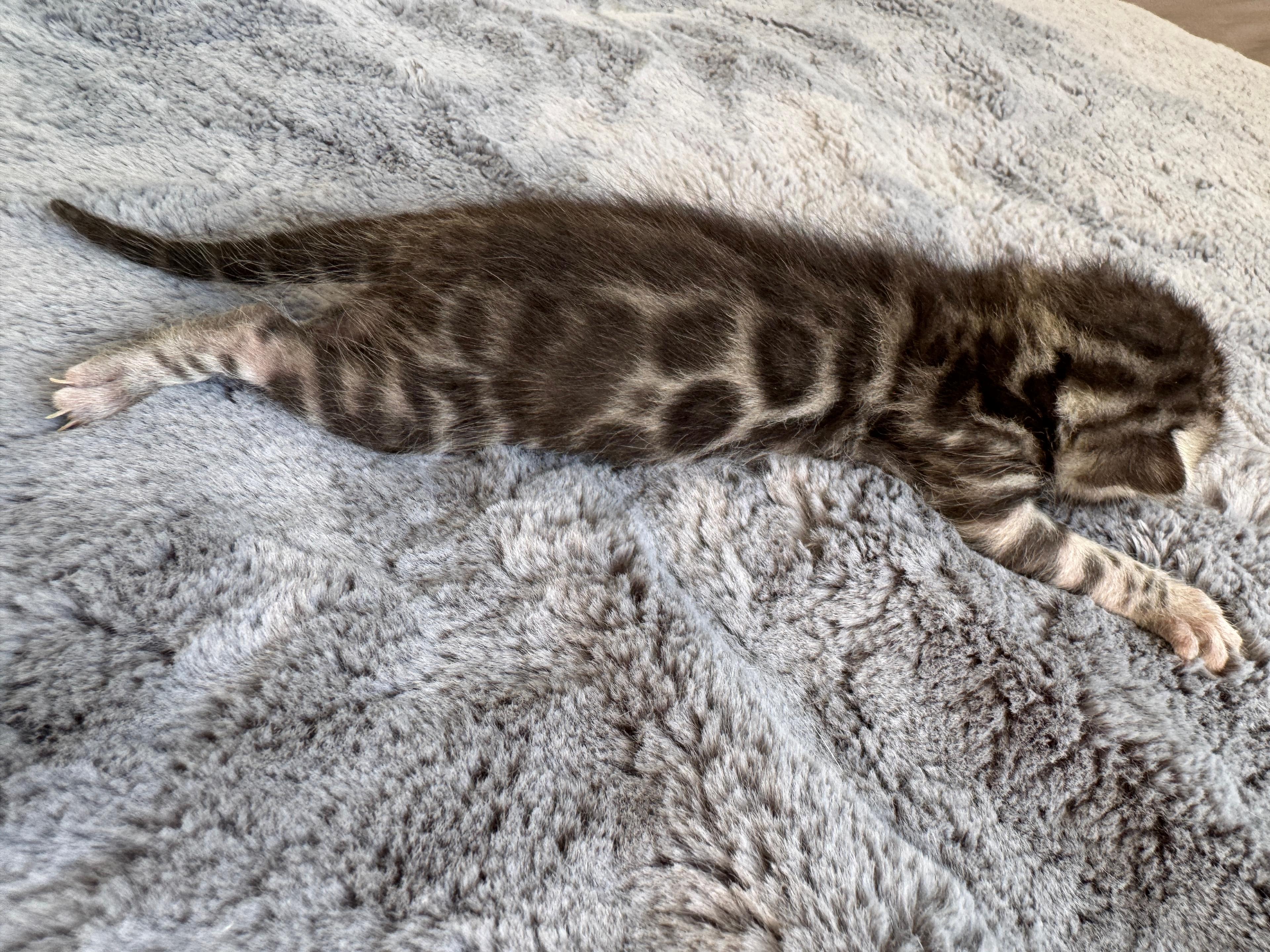 Caracalla, a Silver (Black) Spotted Tabby Bengal male kitten. Born Jun 12, 2025. Status: On Hold. Expected to move to Germany. - Photo 1