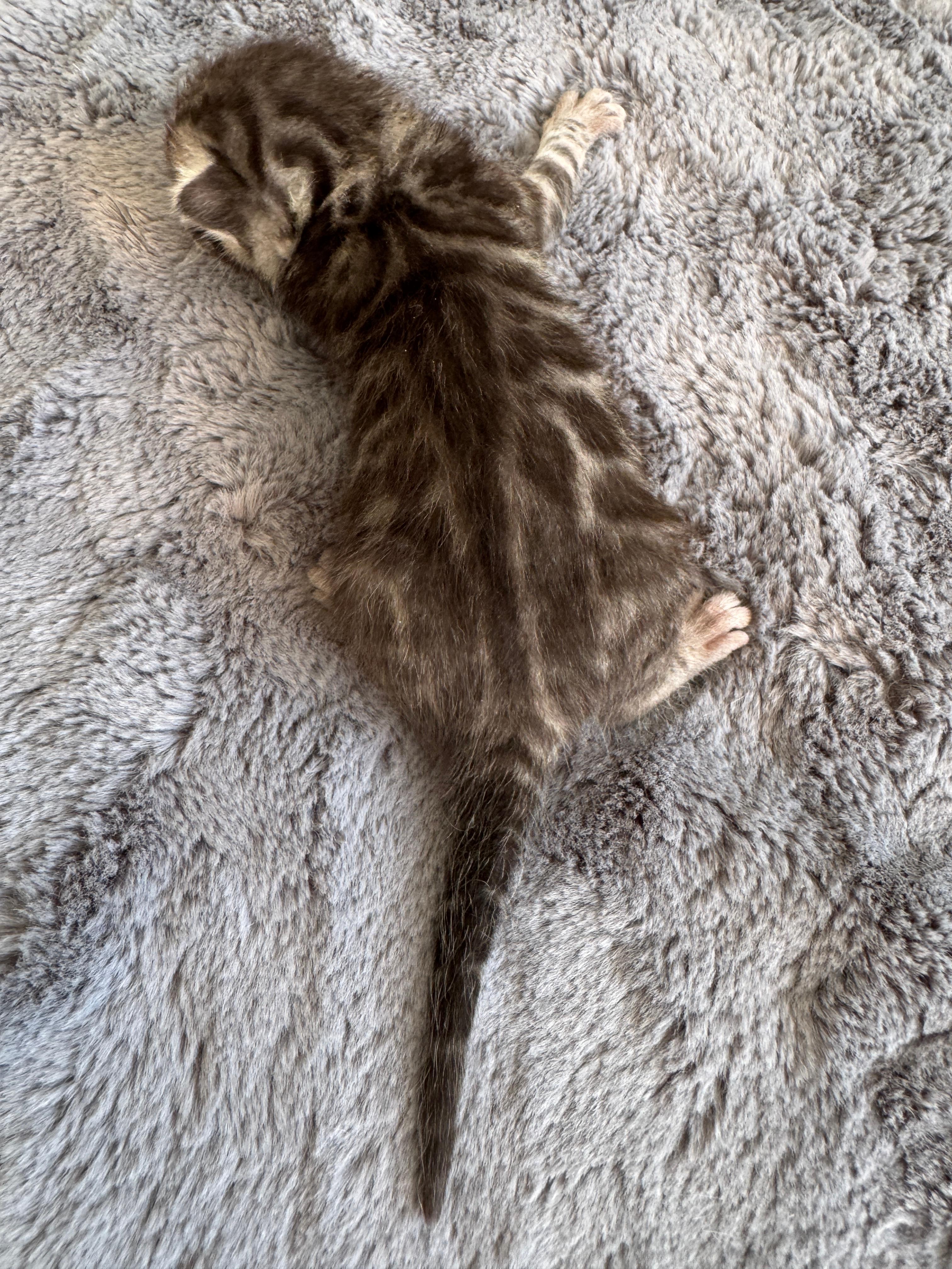 Caracalla, a Silver (Black) Spotted Tabby Bengal male kitten. Born Jun 12, 2025. Status: On Hold. Expected to move to Germany. - Photo 2