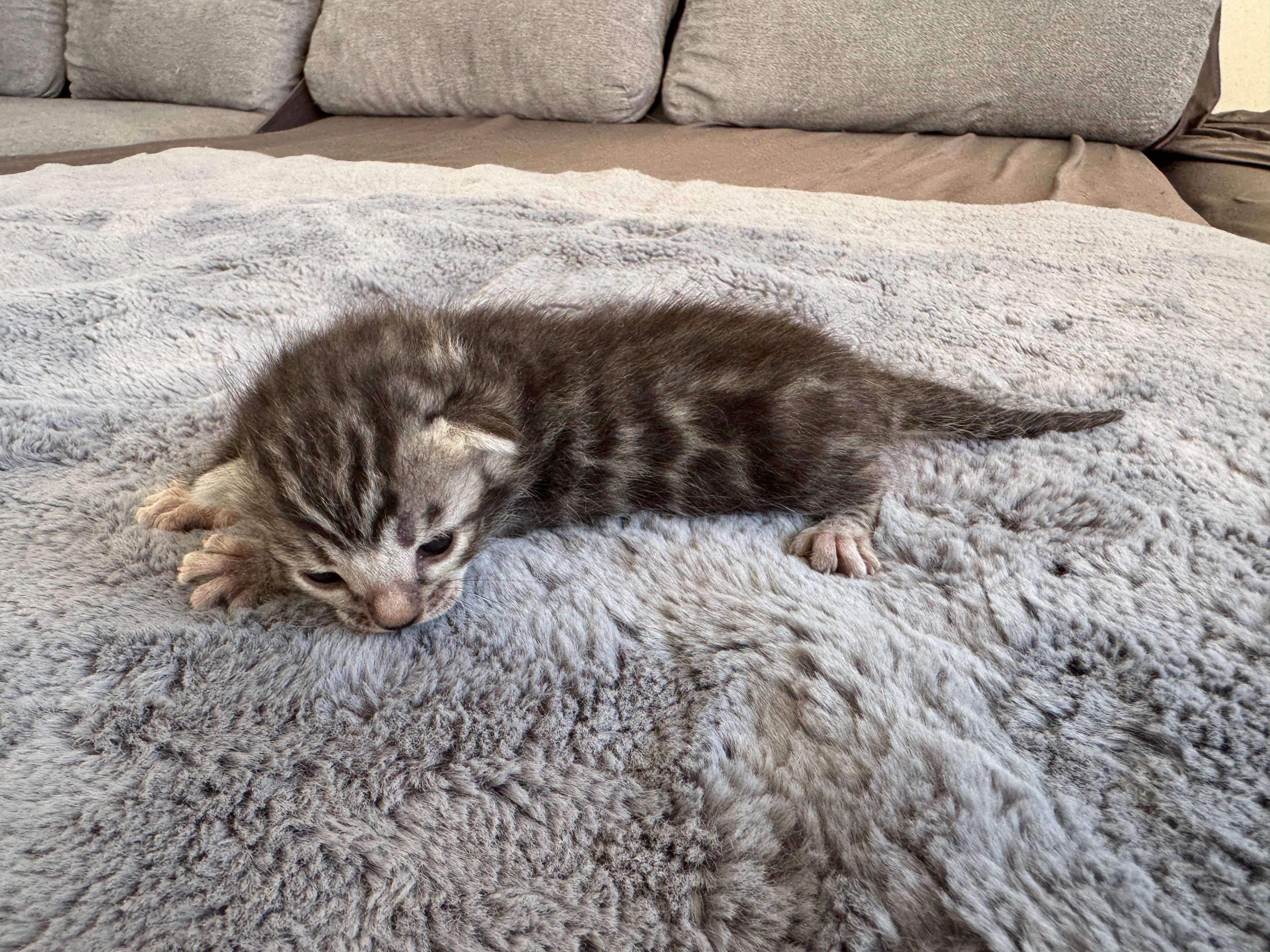 Caracalla, a Silver (Black) Spotted Tabby Bengal male kitten. Born Jun 12, 2025. Status: On Hold. Expected to move to Germany. - Photo 3