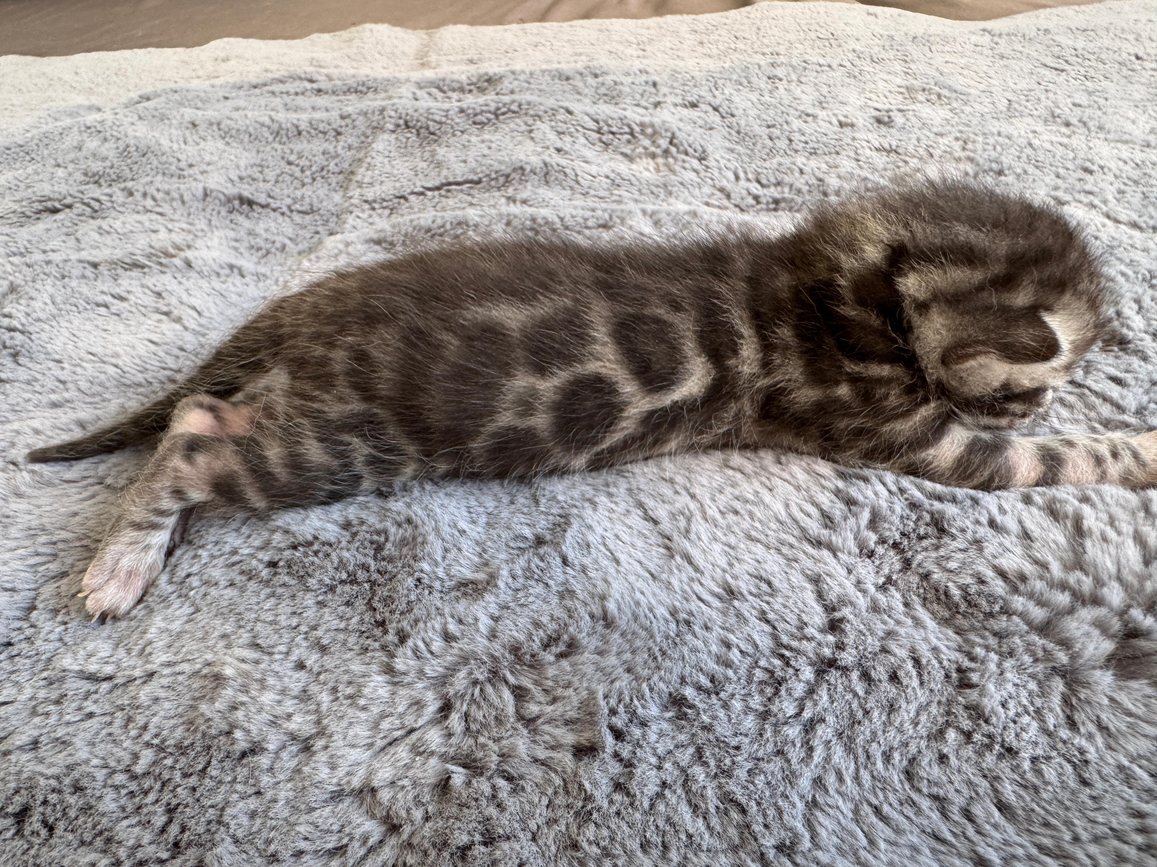Caracalla, a Silver (Black) Spotted Tabby Bengal male kitten. Born Jun 12, 2025. Status: On Hold. Expected to move to Germany. - Photo 4