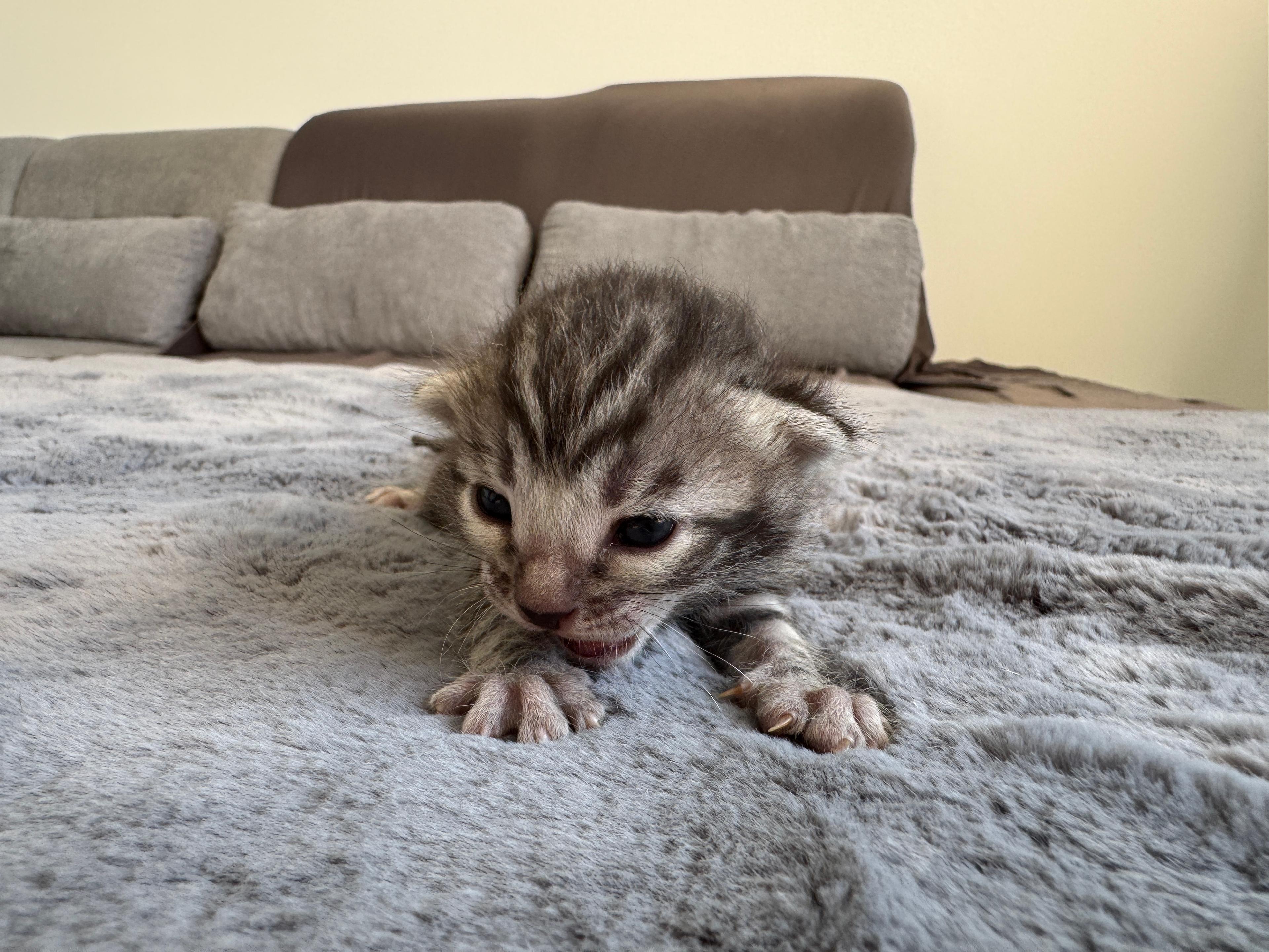 Caracalla, a Silver (Black) Spotted Tabby Bengal male kitten. Born Jun 12, 2025. Status: On Hold. Expected to move to Germany. - Photo 5