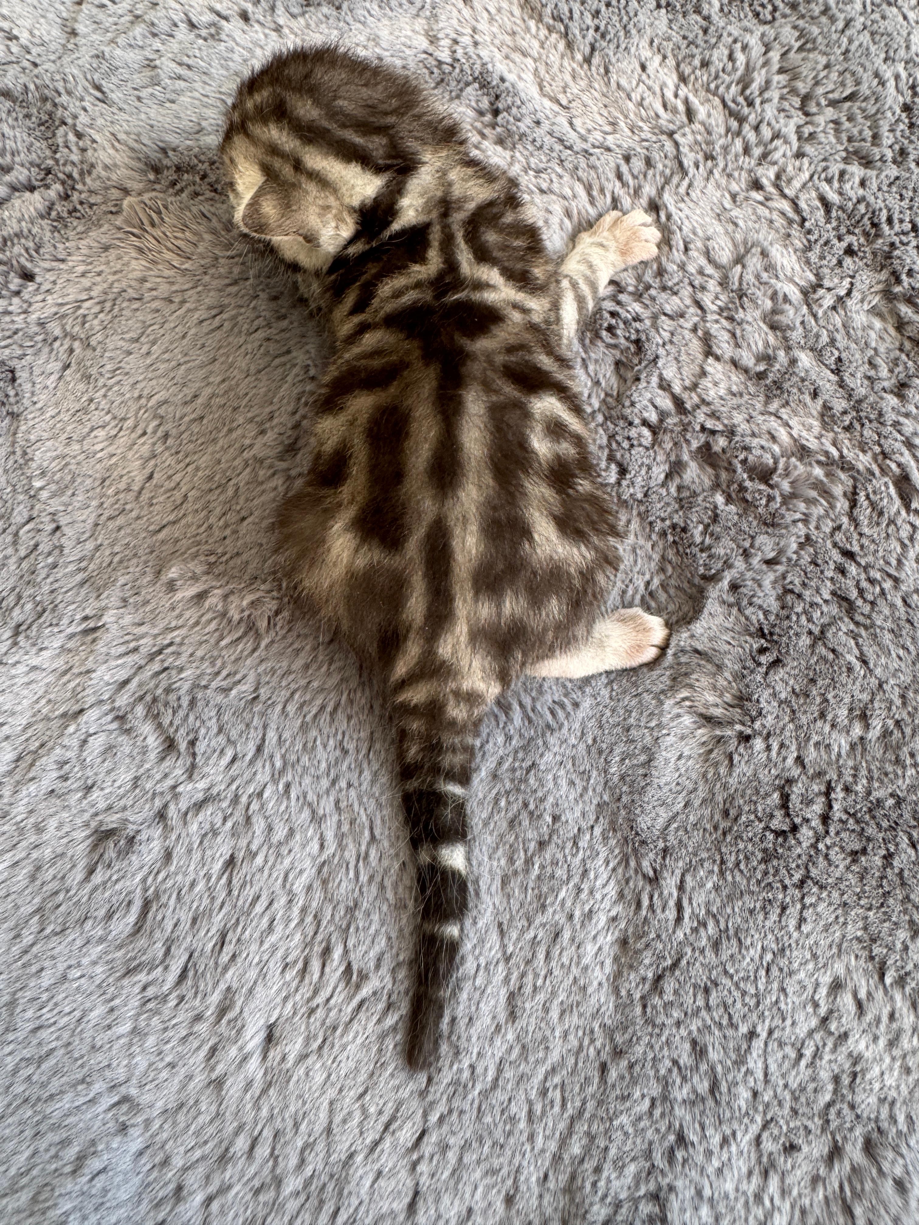 Carinus, a Silver (Black) Spotted Tabby Bengal male kitten. Born Jun 12, 2025. Status: Available. Expected to move to Slovakia. - Photo 1