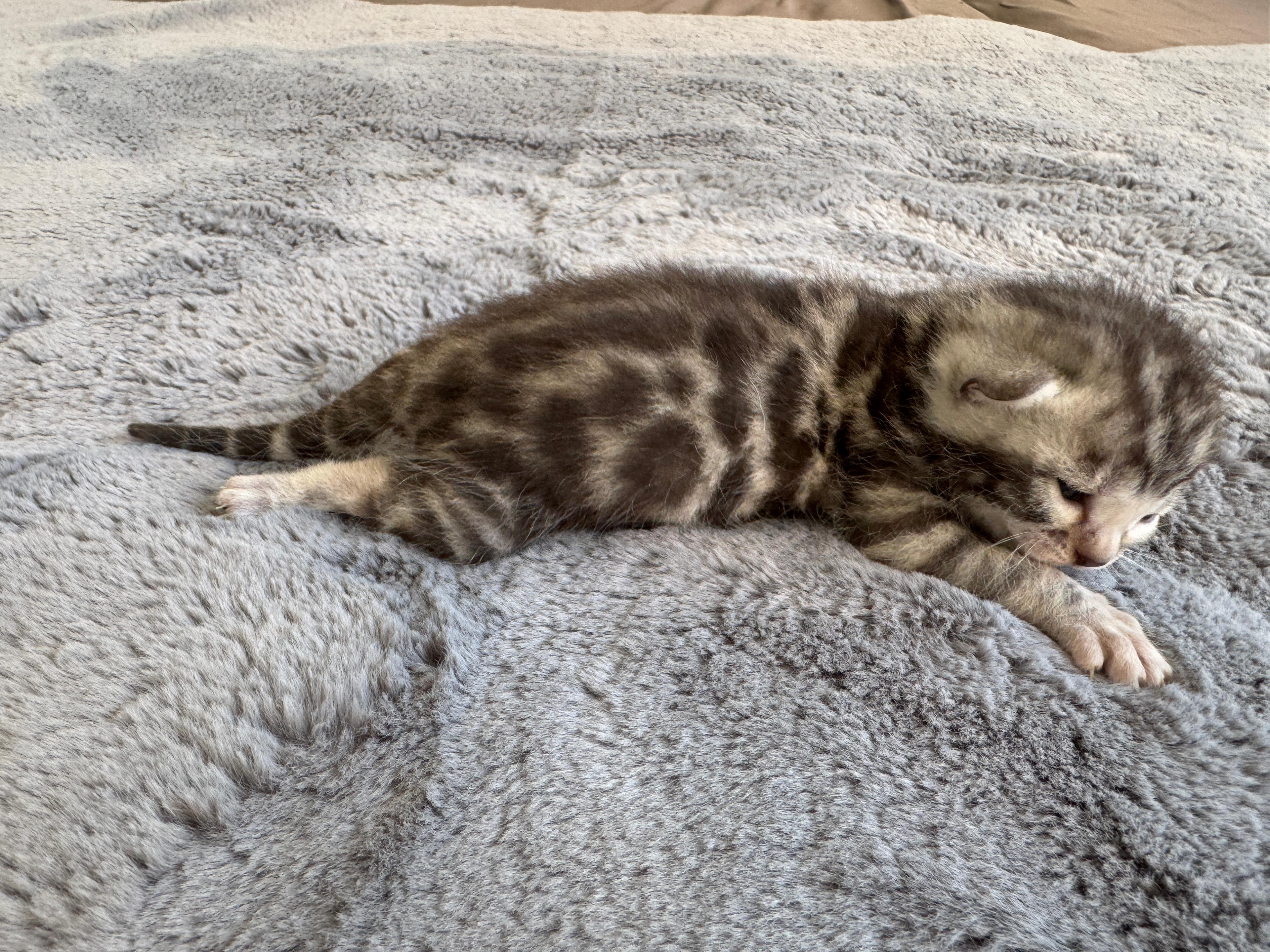 Carinus, a Silver (Black) Spotted Tabby Bengal male kitten. Born Jun 12, 2025. Status: Available. Expected to move to Slovakia. - Photo 2