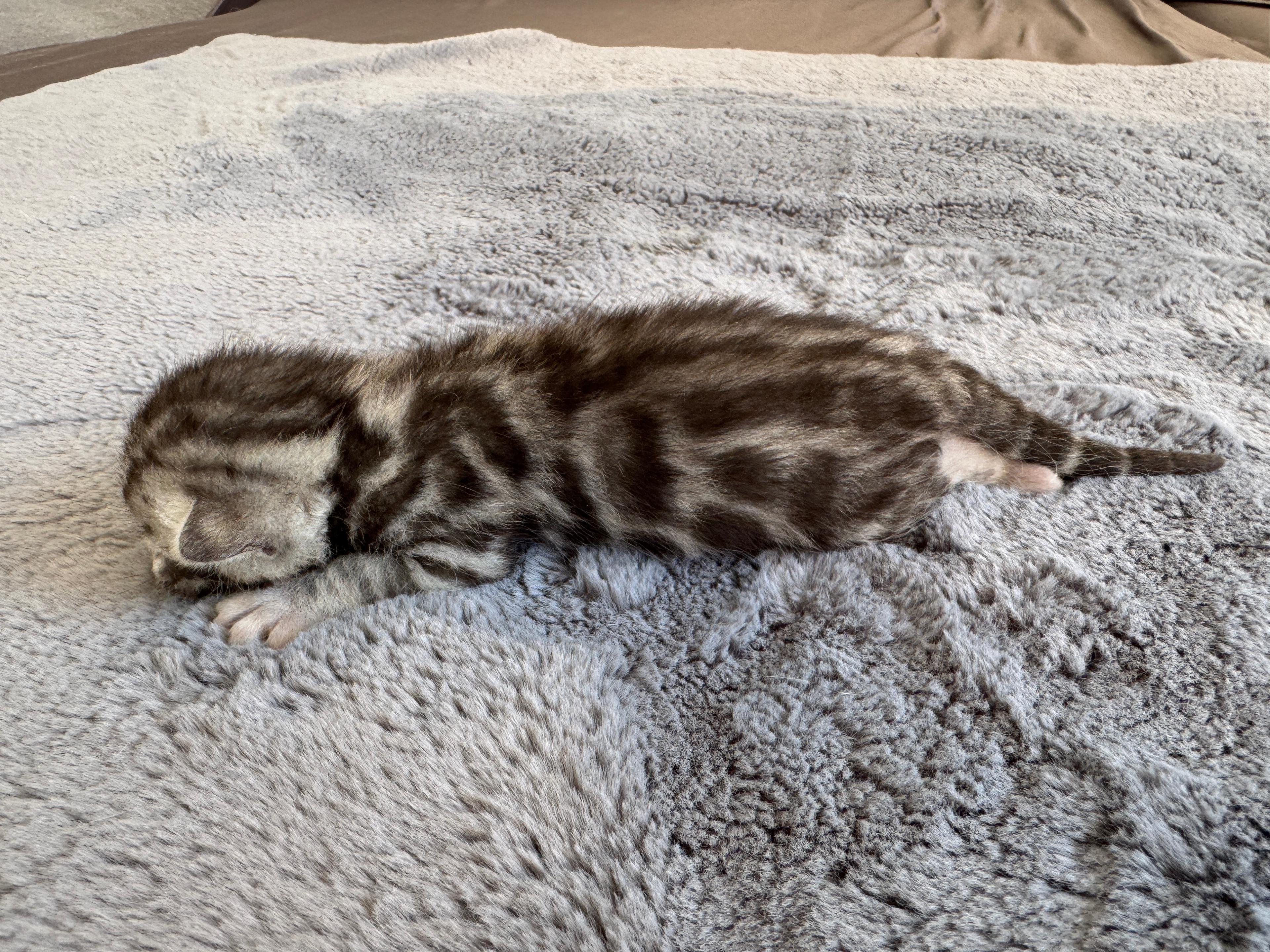 Carinus, a Silver (Black) Spotted Tabby Bengal male kitten. Born Jun 12, 2025. Status: Available. Expected to move to Slovakia. - Photo 3