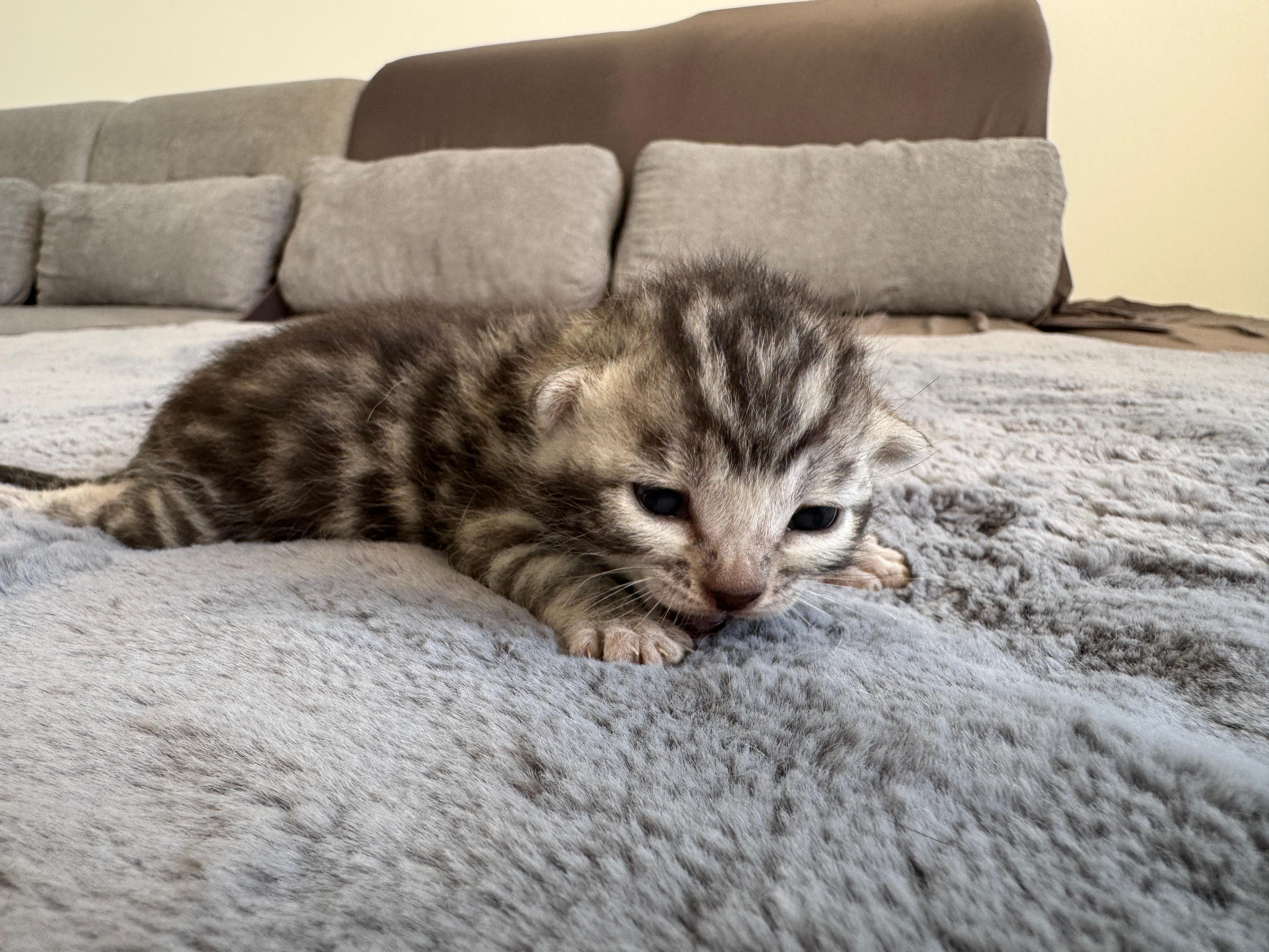 Carinus, a Silver (Black) Spotted Tabby Bengal male kitten. Born Jun 12, 2025. Status: Available. Expected to move to Slovakia. - Photo 4