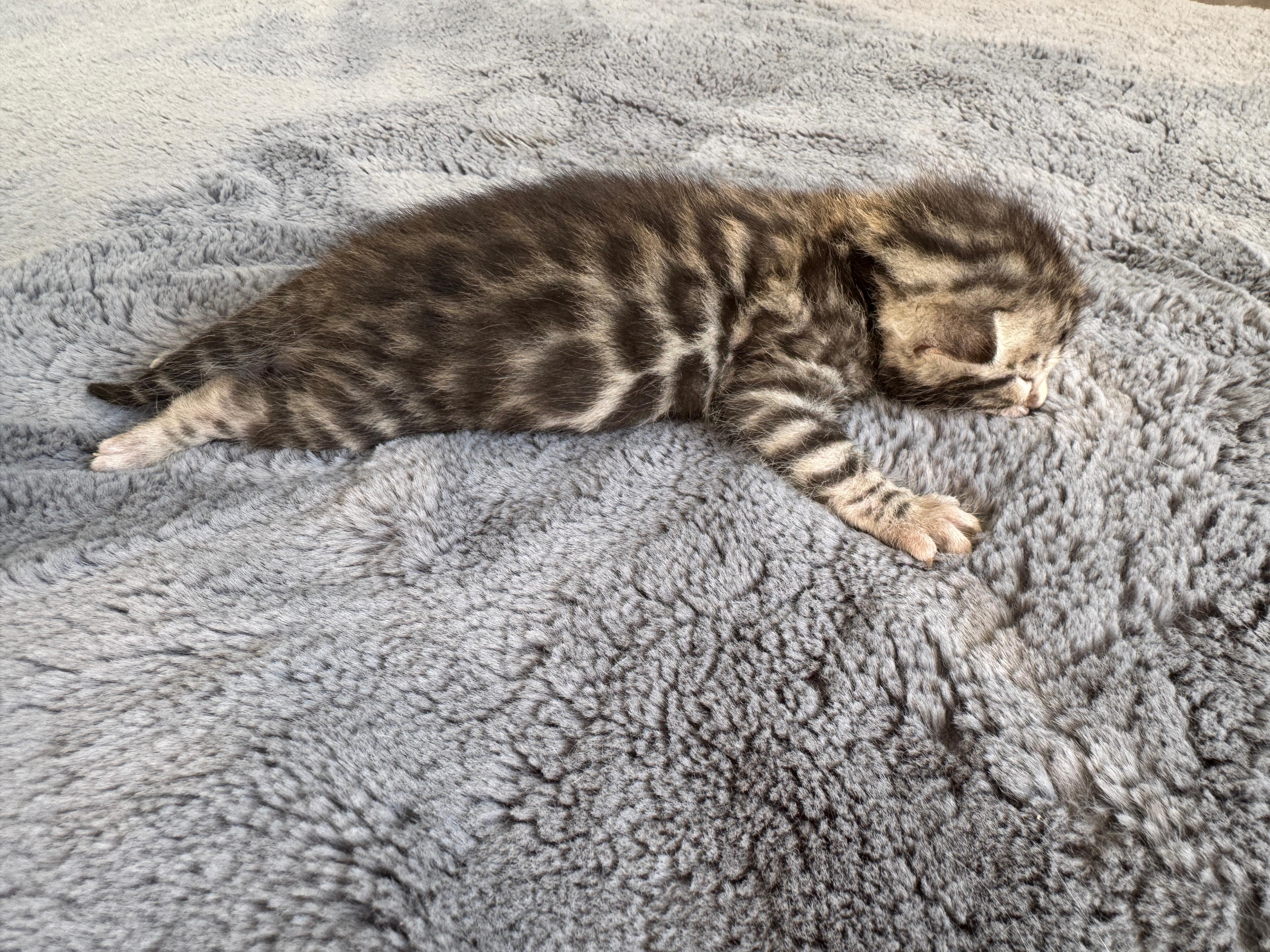 Carla, a Brown (Black) Spotted Tabby Bengal female kitten. Born Jun 12, 2025. Status: Available. Expected to move to Czech Republic. - Photo 1
