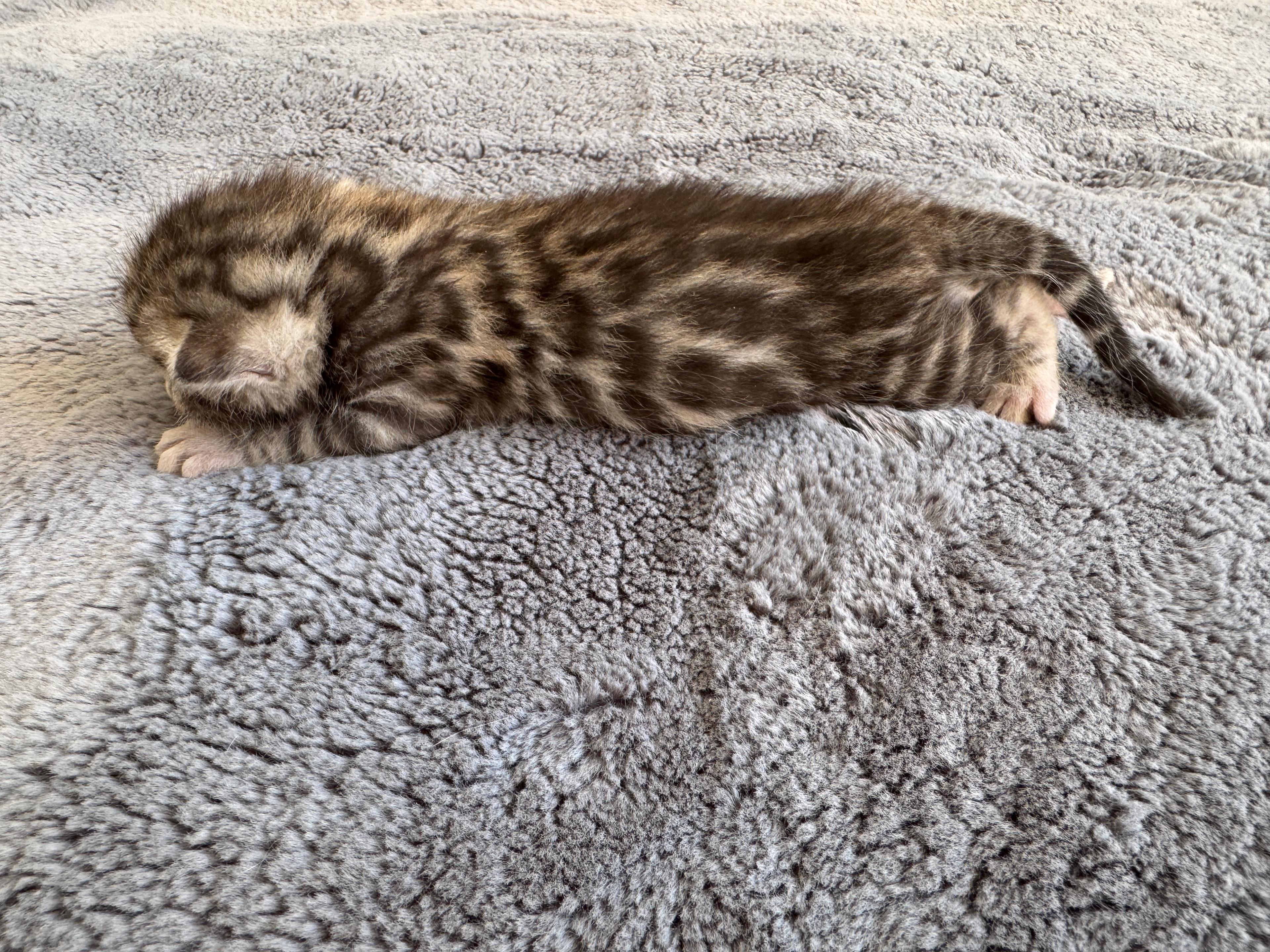Carla, a Brown (Black) Spotted Tabby Bengal female kitten. Born Jun 12, 2025. Status: Available. Expected to move to Czech Republic. - Photo 3