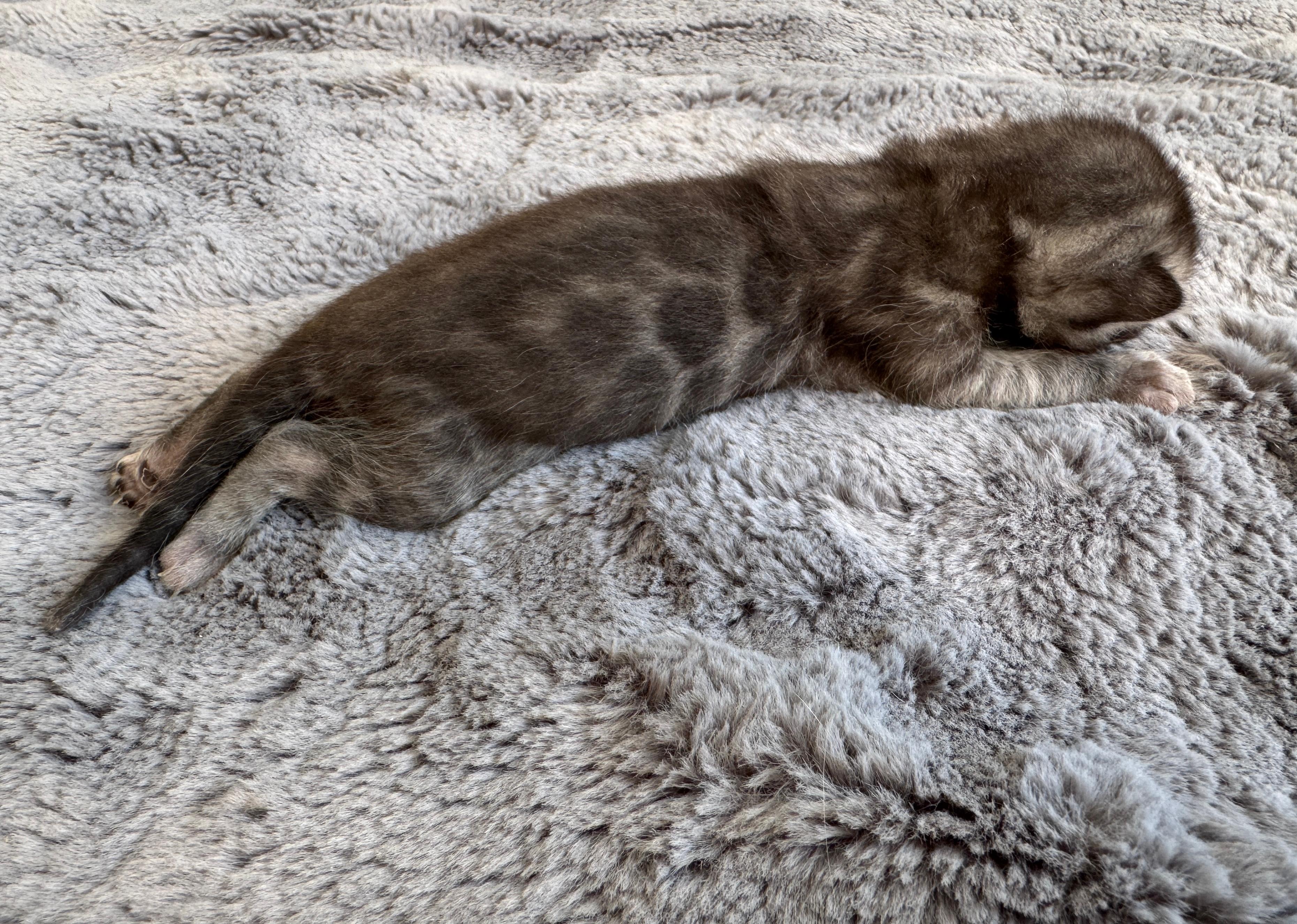 Cleopatra, a Silver Charcoal Spotted Tabby Bengal female kitten. Born Jun 12, 2025. Status: Sold. Expected to move to Hungary. - Photo 2