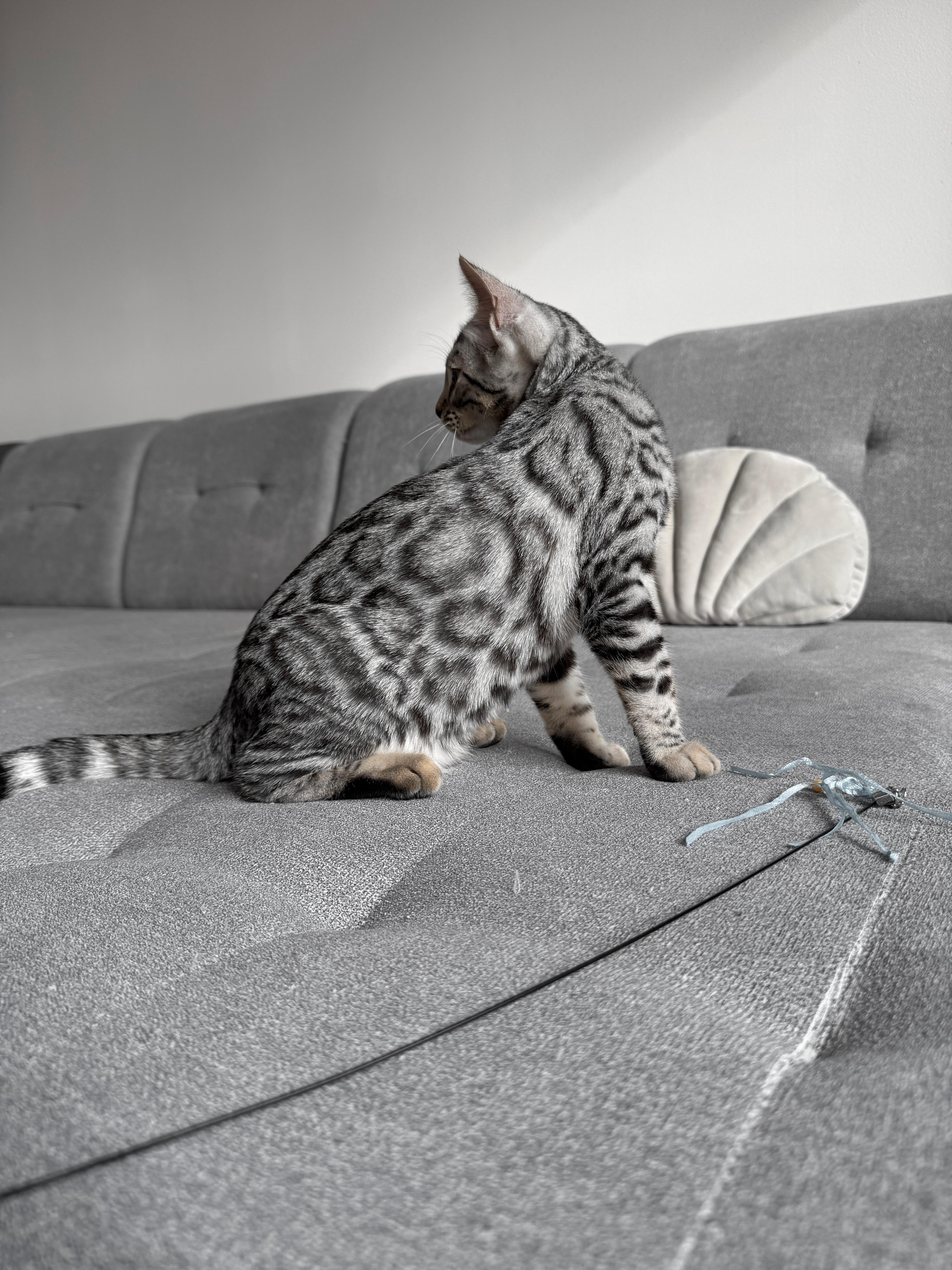 Daisy, a Silver (Black) spotted tabby Bengal female cat from Diamond Extasy Bengal Cattery Slovakia. Currently active in breeding program. Health tested: HCM N/N, PRA-b N/N, PK-def N/N. - Photo 2 of 4