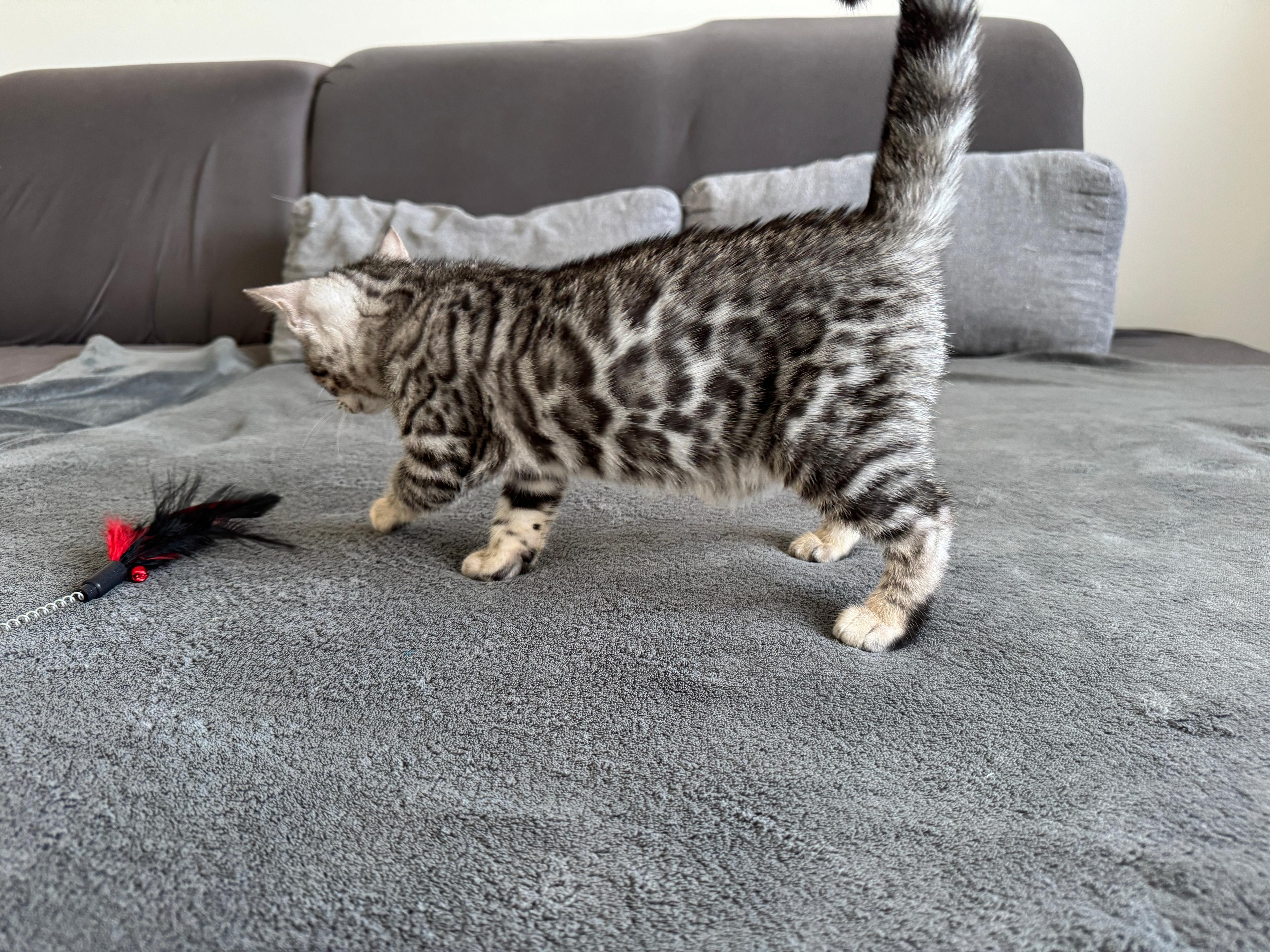 Daisy, a Silver (Black) spotted tabby Bengal female cat from Diamond Extasy Bengal Cattery Slovakia. Currently active in breeding program. Health tested: HCM N/N, PRA-b N/N, PK-def N/N. - Photo 4 of 4