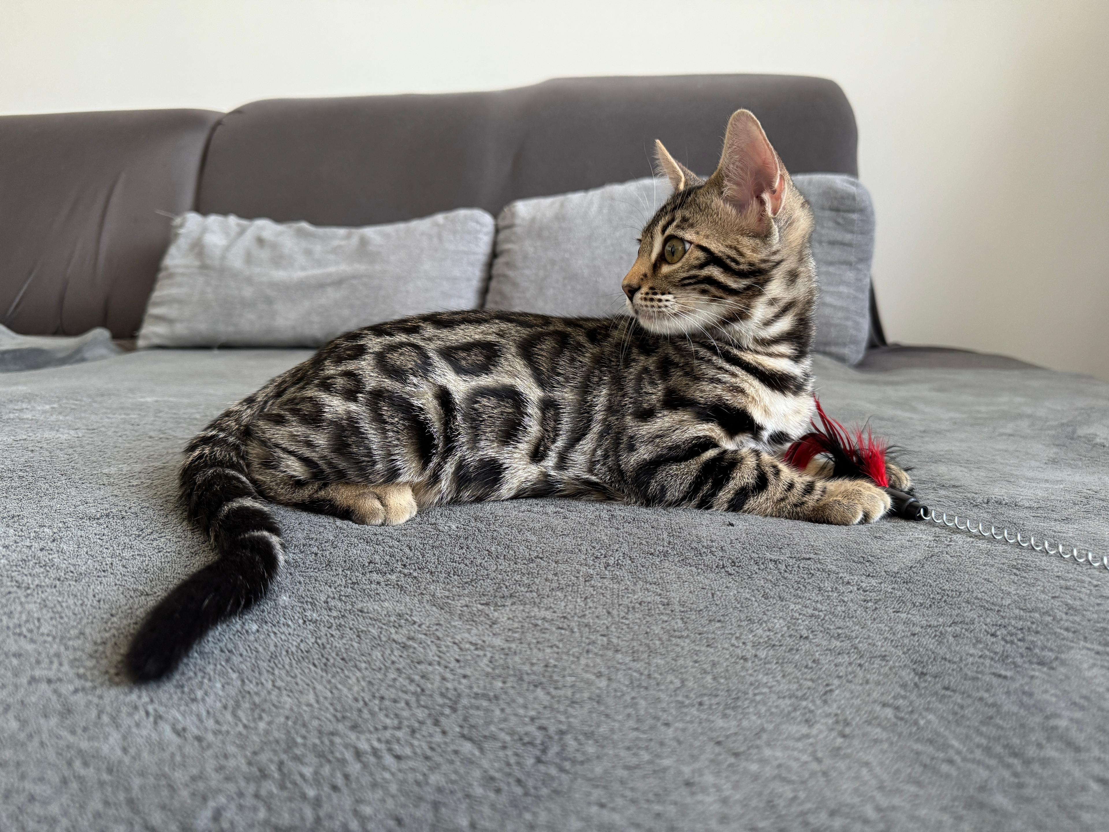 Delicate, a Brown (Black) spotted tabby Bengal female cat from Diamond Extasy Bengal Cattery Slovakia. Currently active in breeding program. Health tested: HCM N/N, PRA-b N/N, PK-def N/N. - Photo 1 of 4