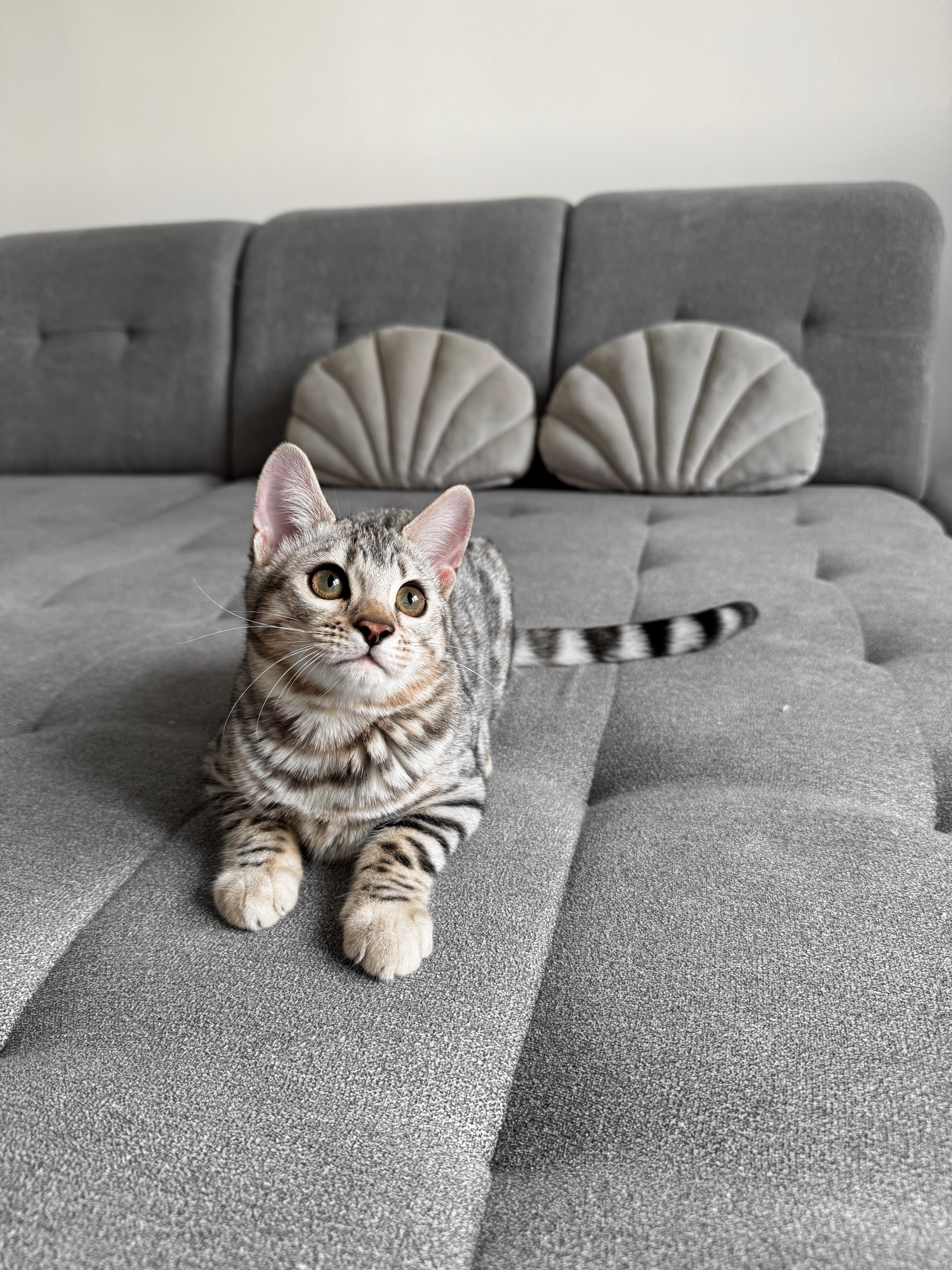 Daphne, a Silver (Black) spotted tabby Bengal female cat from Diamond Extasy Bengal Cattery Slovakia. Currently active in breeding program. Health tested: HCM N/N, PRA-b N/N, PK-def N/N. - Photo 1 of 5