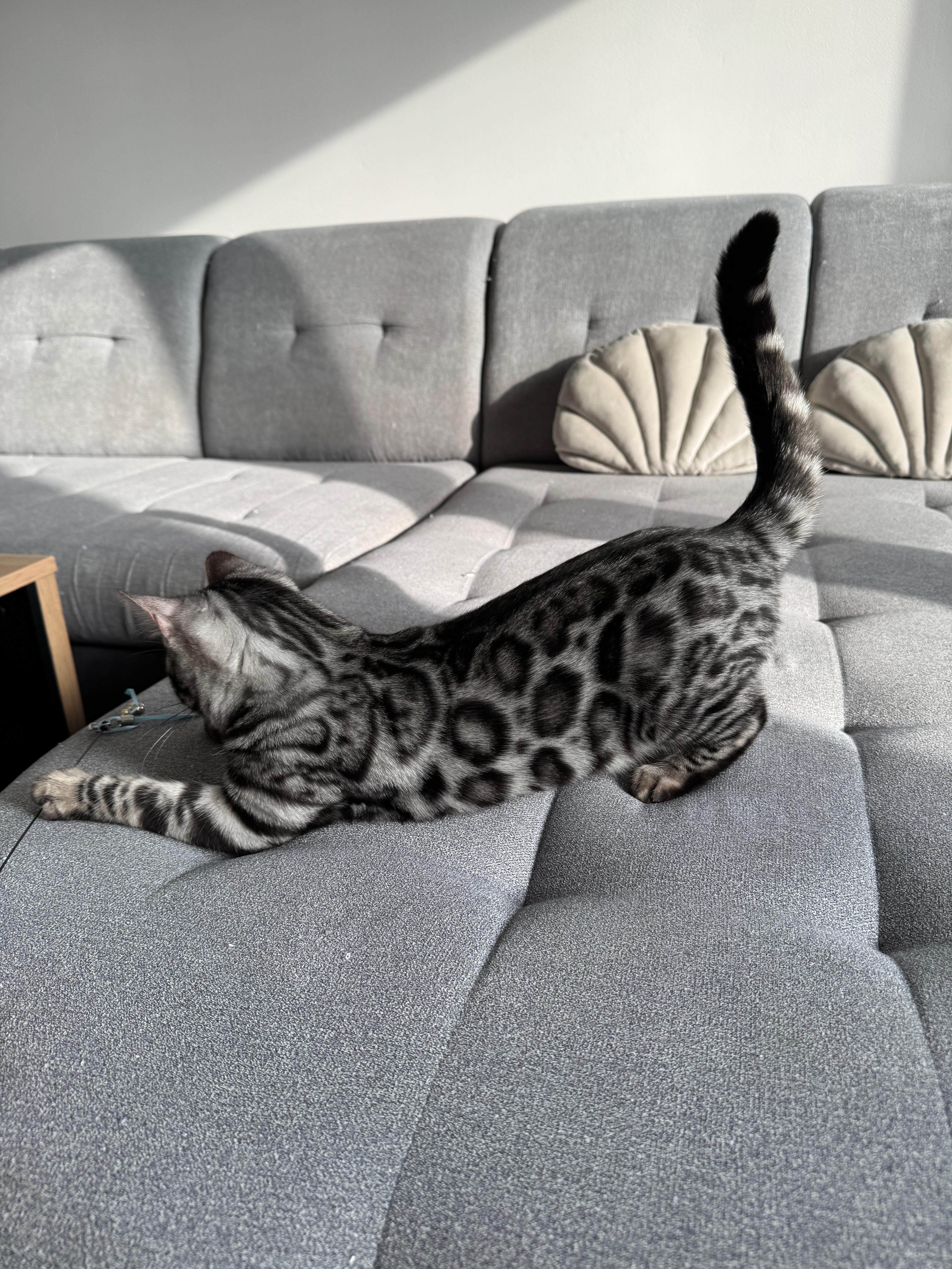 Dark Cleopatra, a Silver (Black) spotted tabby Bengal female cat from Diamond Extasy Bengal Cattery Slovakia. Currently active in breeding program. Health tested: HCM N/N, PRA-b N/N, PK-def N/N. - Photo 2 of 4
