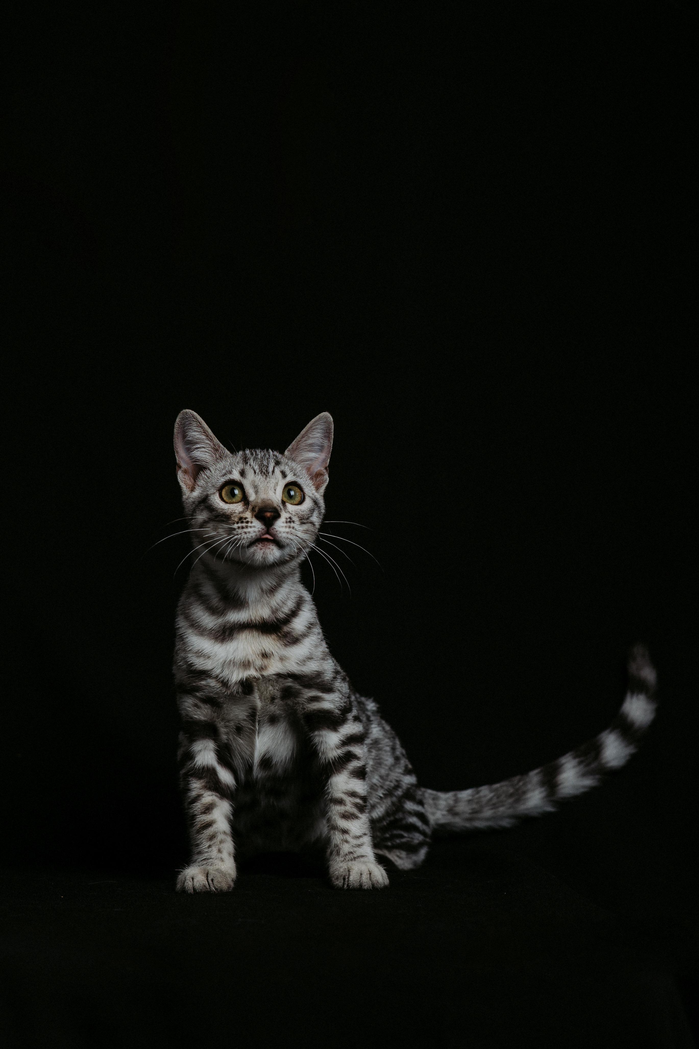 Ariella, a Silver (Black) Spotted Tabby Bengal female cat from Diamond Extasy cattery. Currently active in breeding program. Health tested: HCM N/N, PRA-b N/N, PK-def N/N. - Photo 3