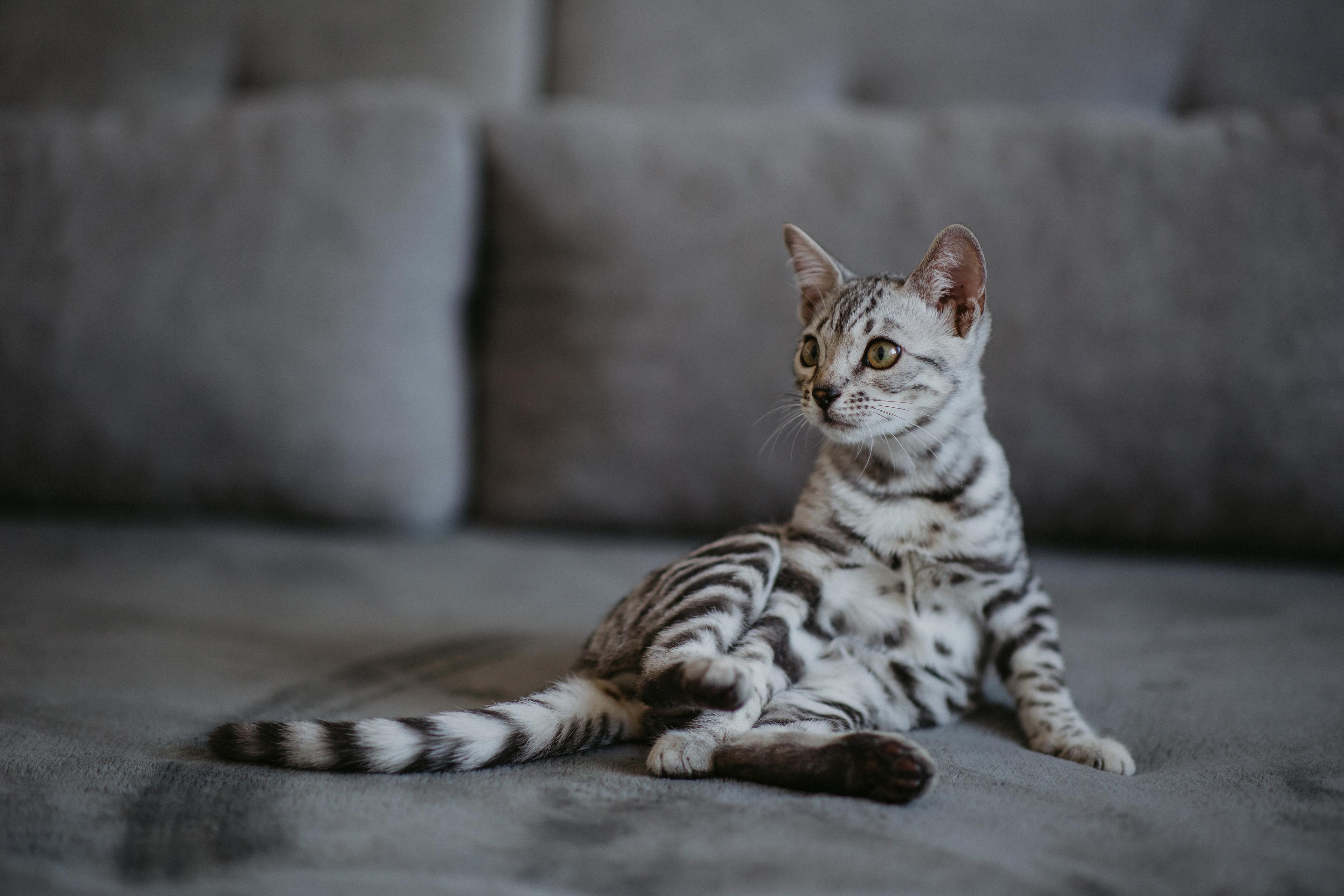 Ariella, a Silver (Black) Spotted Tabby Bengal female cat from Diamond Extasy cattery. Currently active in breeding program. Health tested: HCM N/N, PRA-b N/N, PK-def N/N. - Photo 4