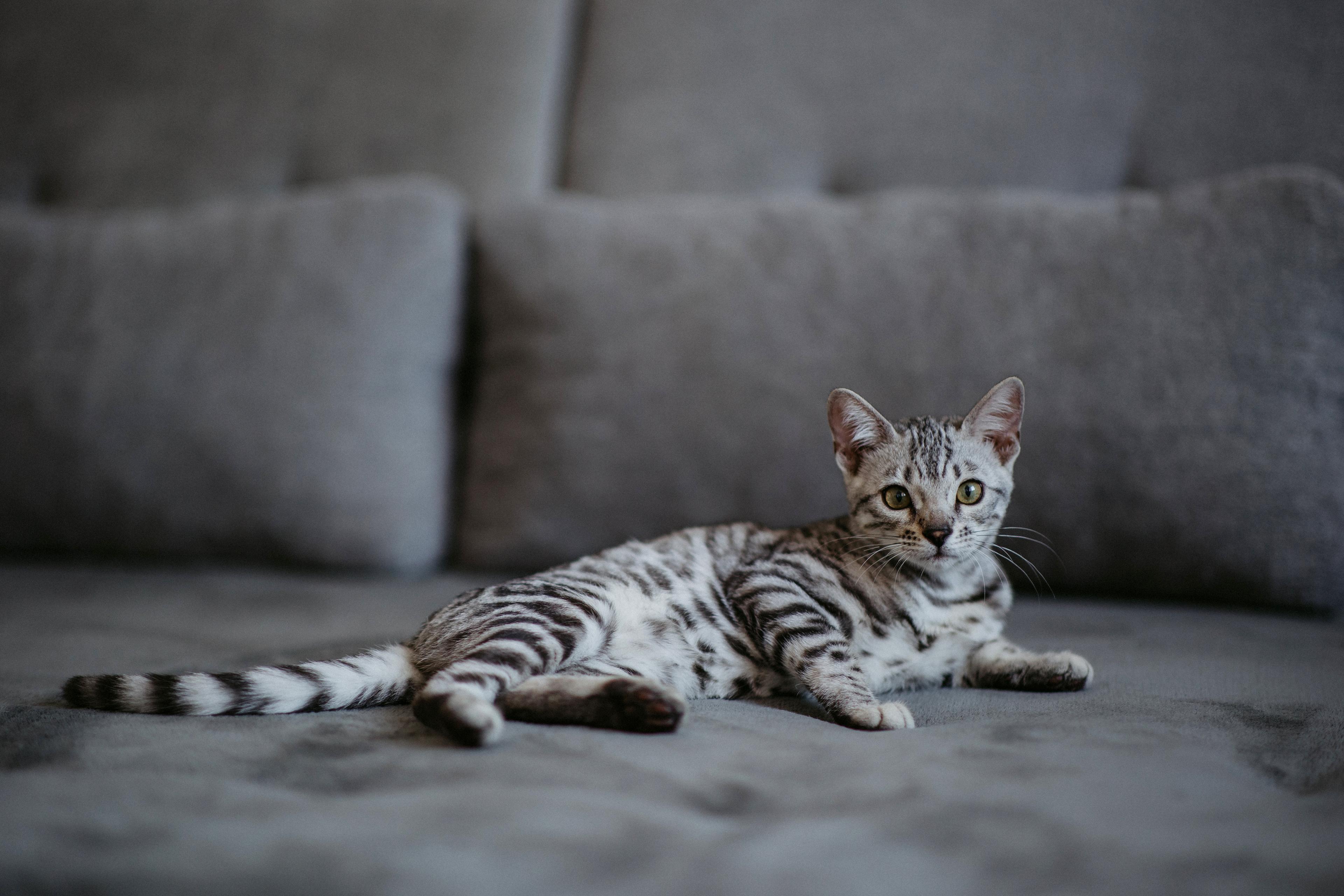 Ariella, a Silver (Black) Spotted Tabby Bengal female cat from Diamond Extasy cattery. Currently active in breeding program. Health tested: HCM N/N, PRA-b N/N, PK-def N/N. - Photo 6