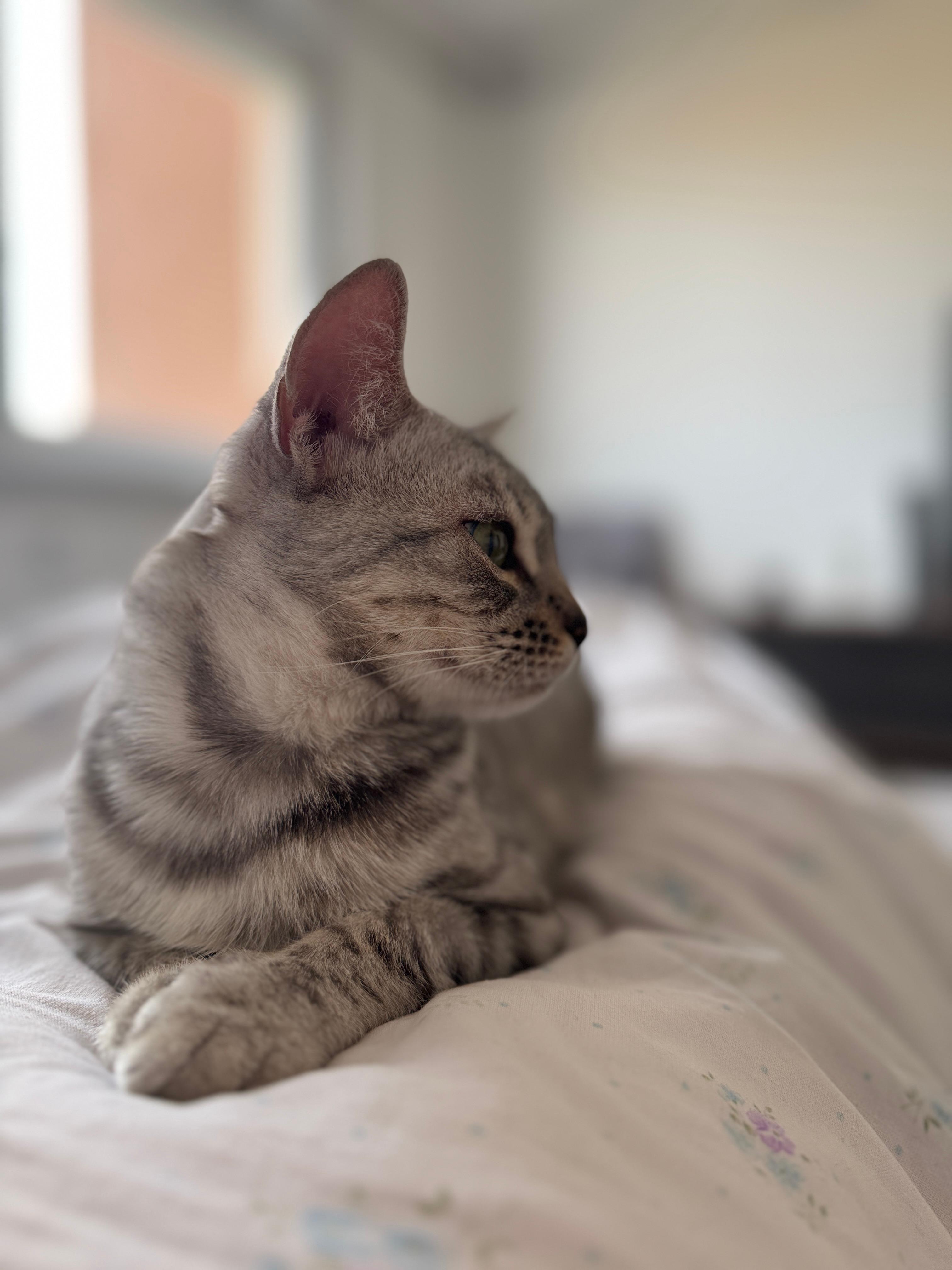 Ariella, a Silver (Black) Spotted Tabby Bengal female cat from Diamond Extasy cattery. Currently active in breeding program. Health tested: HCM N/N, PRA-b N/N, PK-def N/N. - Photo 9