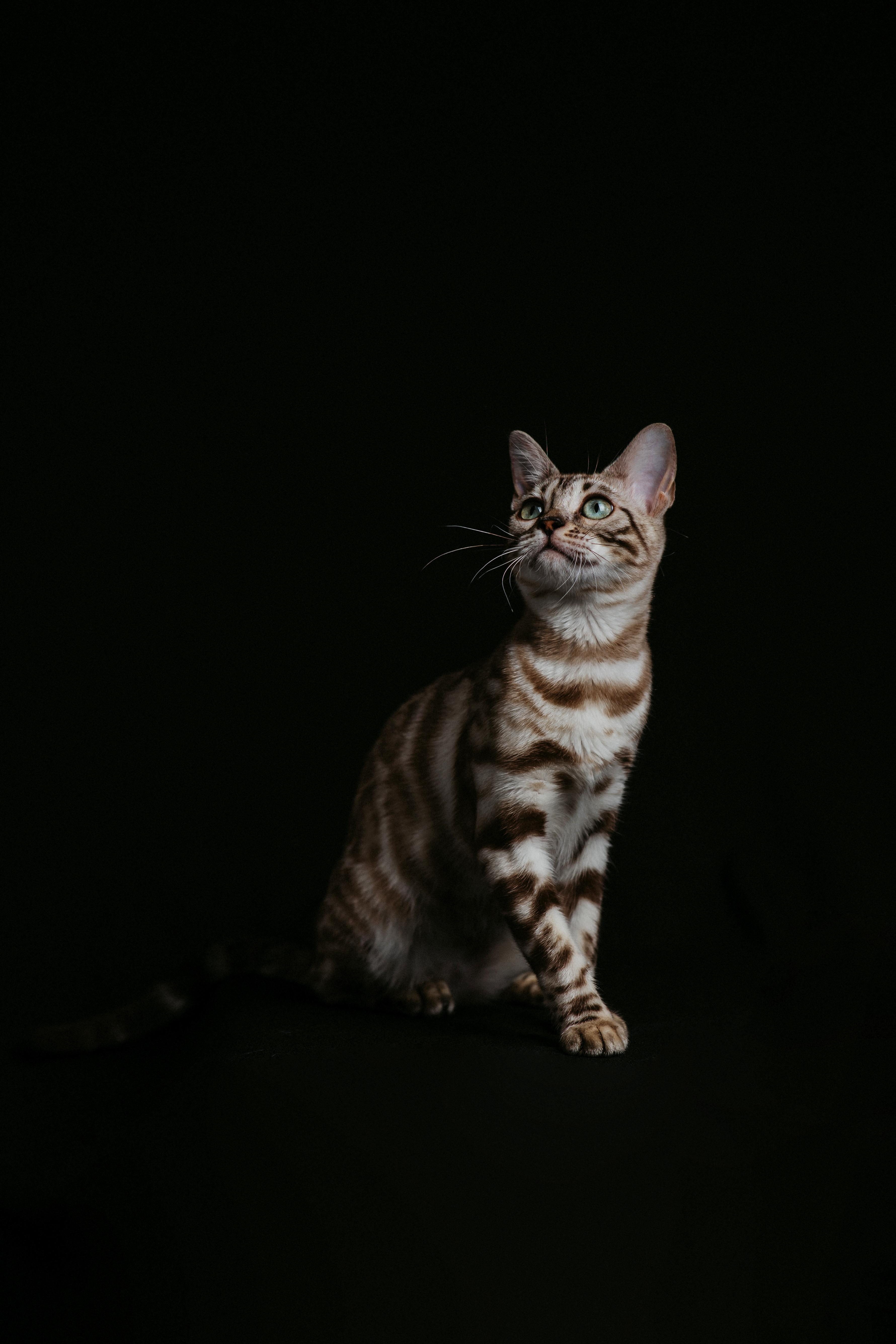 Coco, a Seal Silver Mink Spotted Tabby Bengal female cat from Diamond Extasy cattery. Currently active in breeding program. Health tested: HCM N/N, PRA-b N/N, PK-def N/N. - Photo 1
