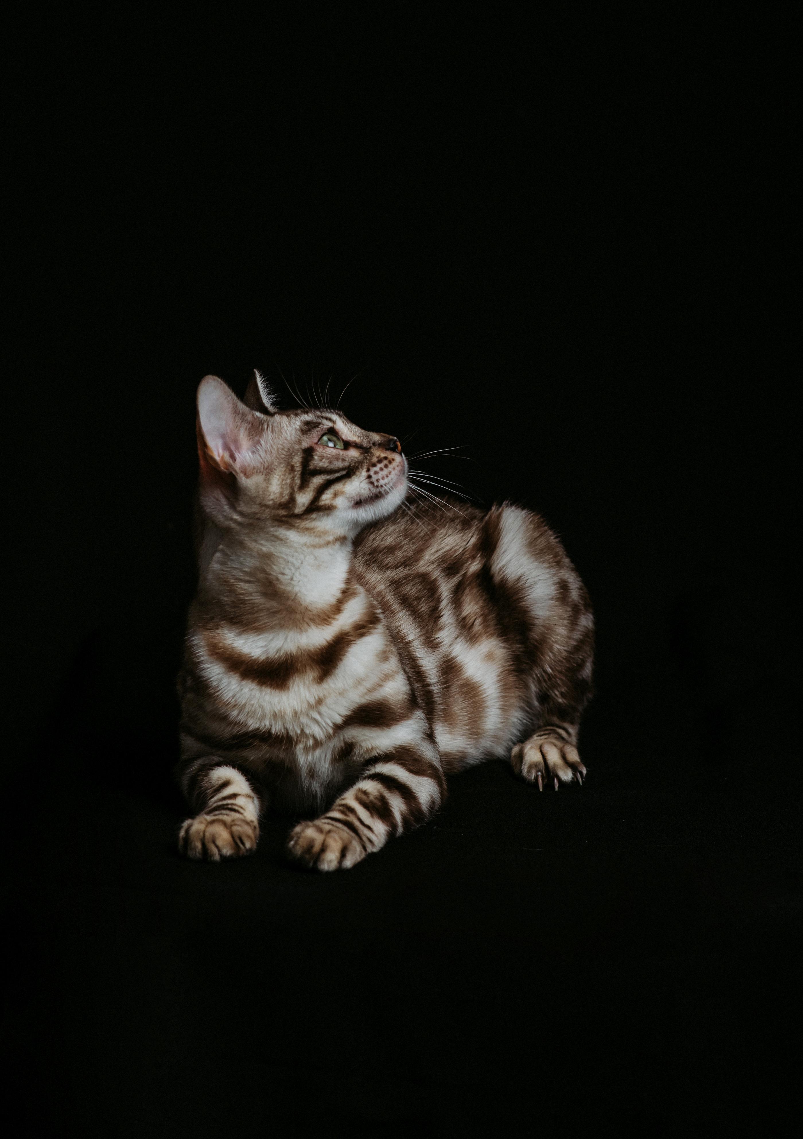 Coco, a Seal Silver Mink Spotted Tabby Bengal female cat from Diamond Extasy cattery. Currently active in breeding program. Health tested: HCM N/N, PRA-b N/N, PK-def N/N. - Photo 2