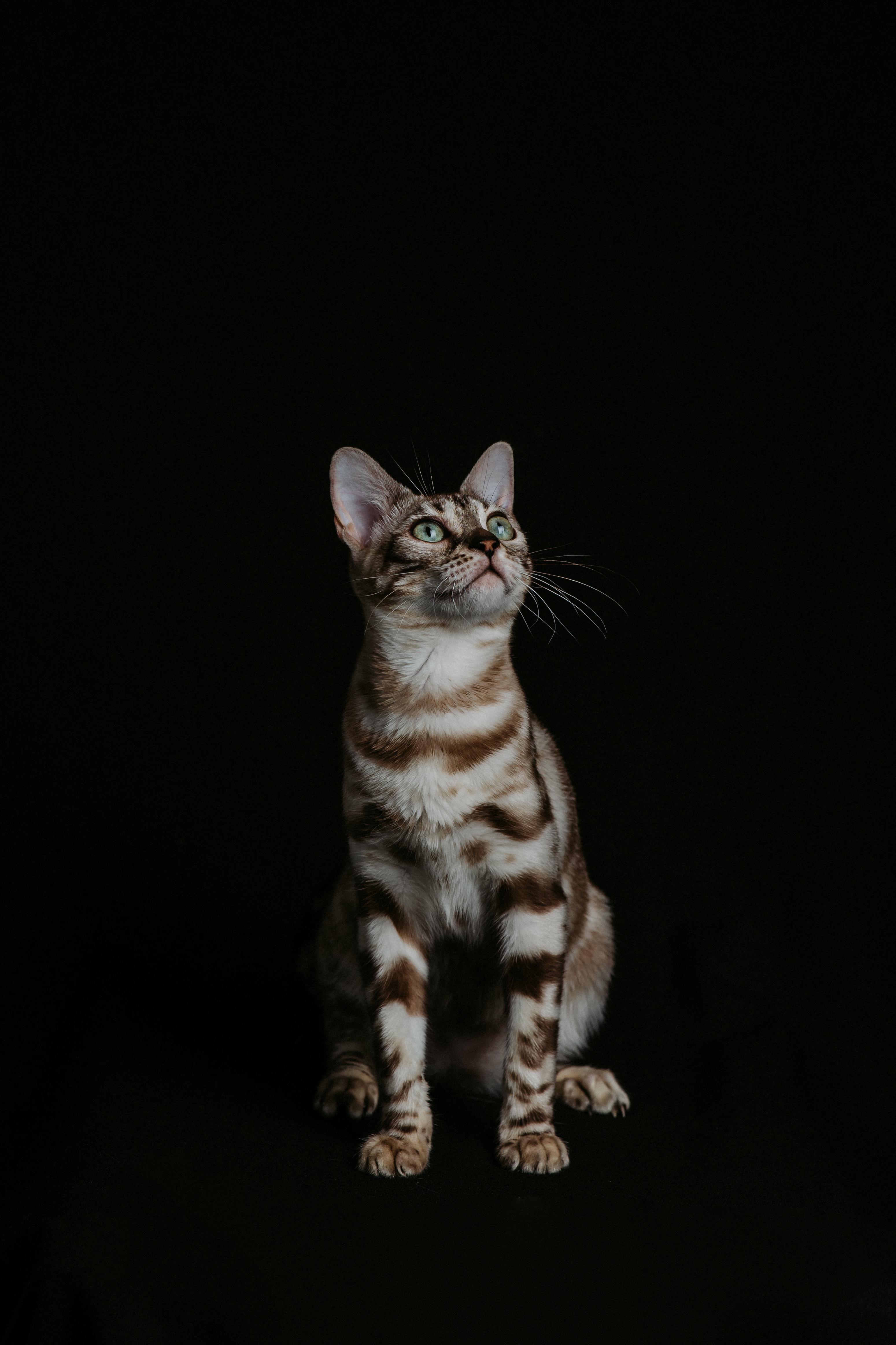 Coco, a Seal Silver Mink Spotted Tabby Bengal female cat from Diamond Extasy cattery. Currently active in breeding program. Health tested: HCM N/N, PRA-b N/N, PK-def N/N. - Photo 3