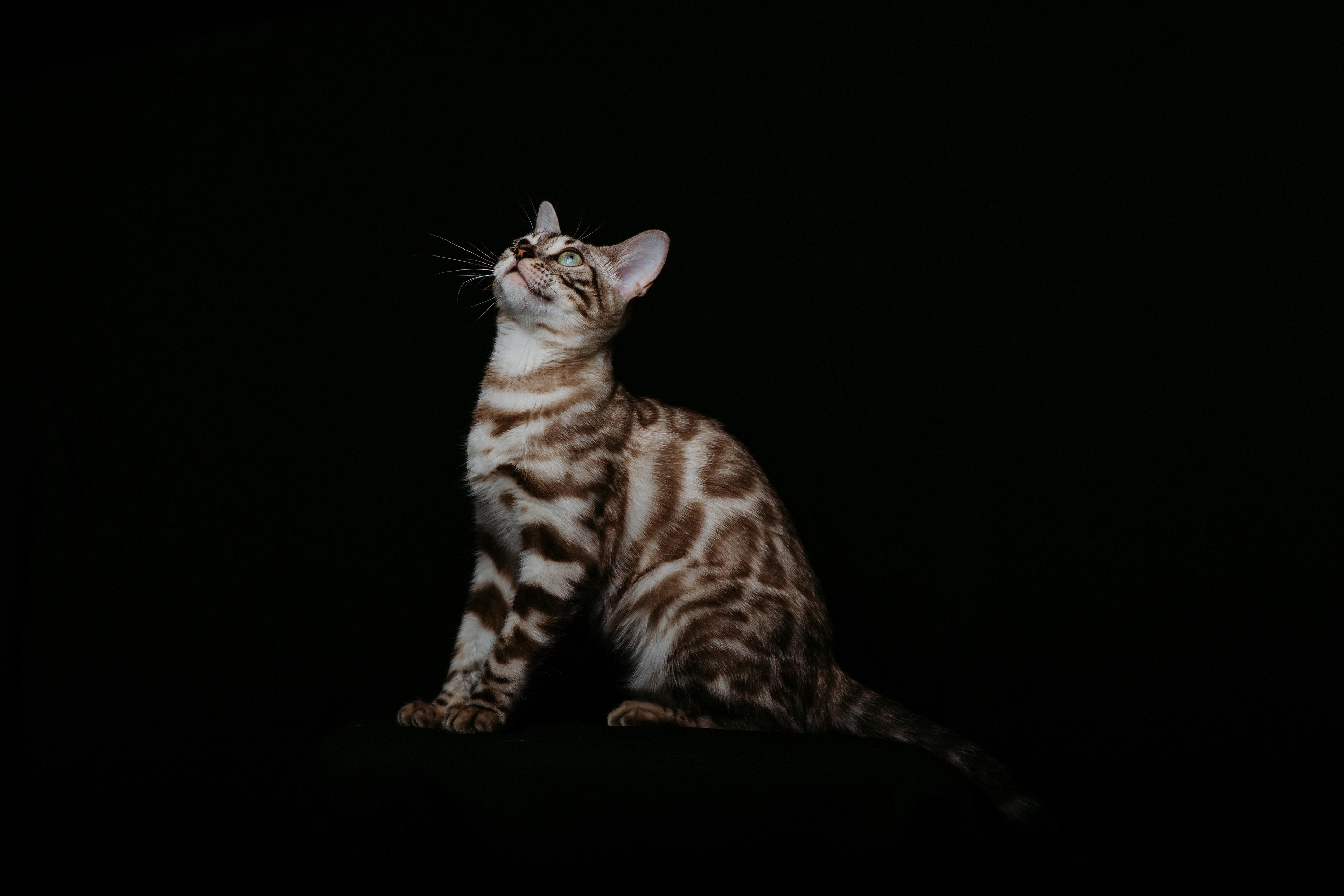 Coco, a Seal Silver Mink Spotted Tabby Bengal female cat from Diamond Extasy cattery. Currently active in breeding program. Health tested: HCM N/N, PRA-b N/N, PK-def N/N. - Photo 4