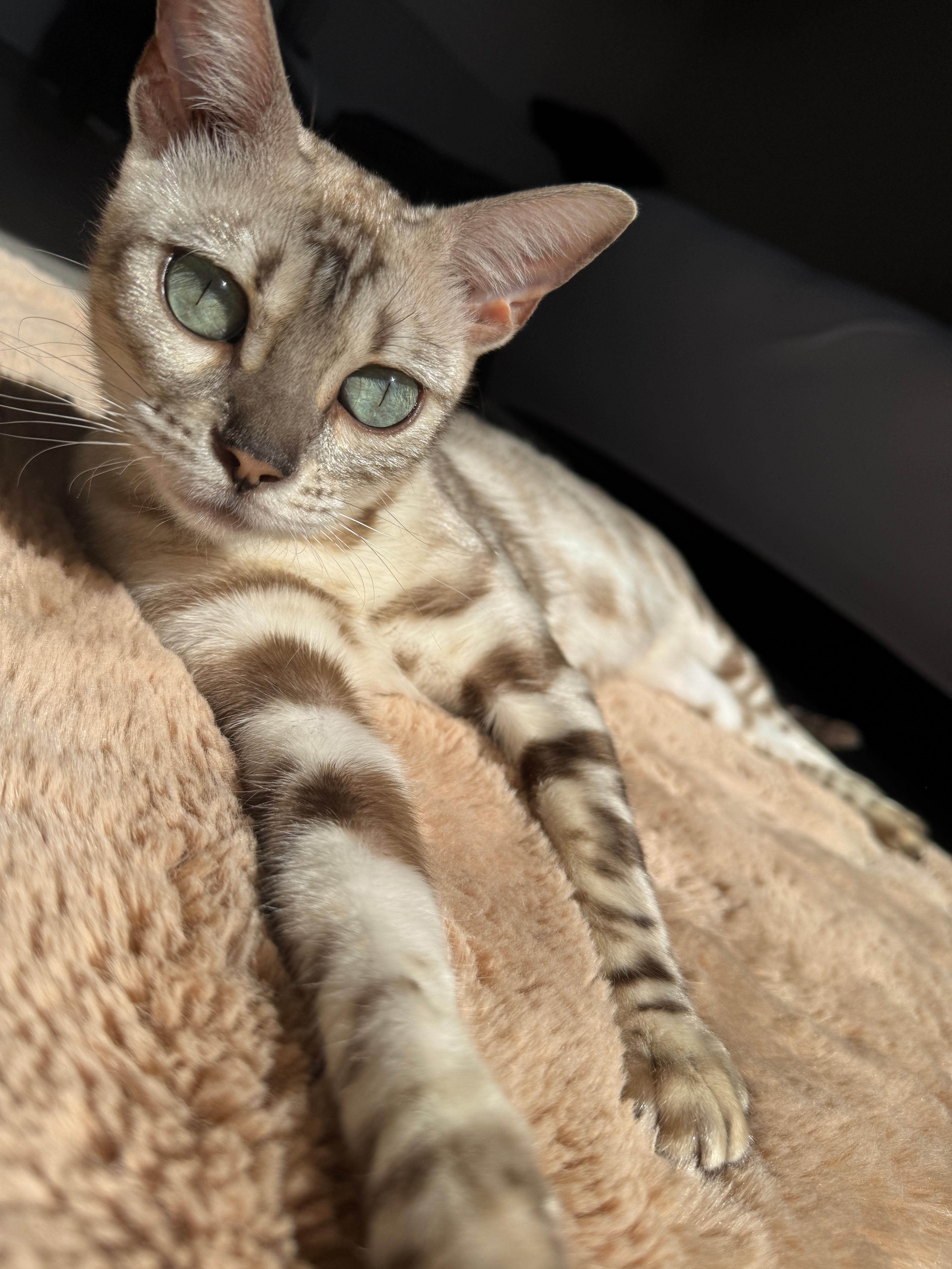 Coco, a Seal Silver Mink Spotted Tabby Bengal female cat from Diamond Extasy cattery. Currently active in breeding program. Health tested: HCM N/N, PRA-b N/N, PK-def N/N. - Photo 9