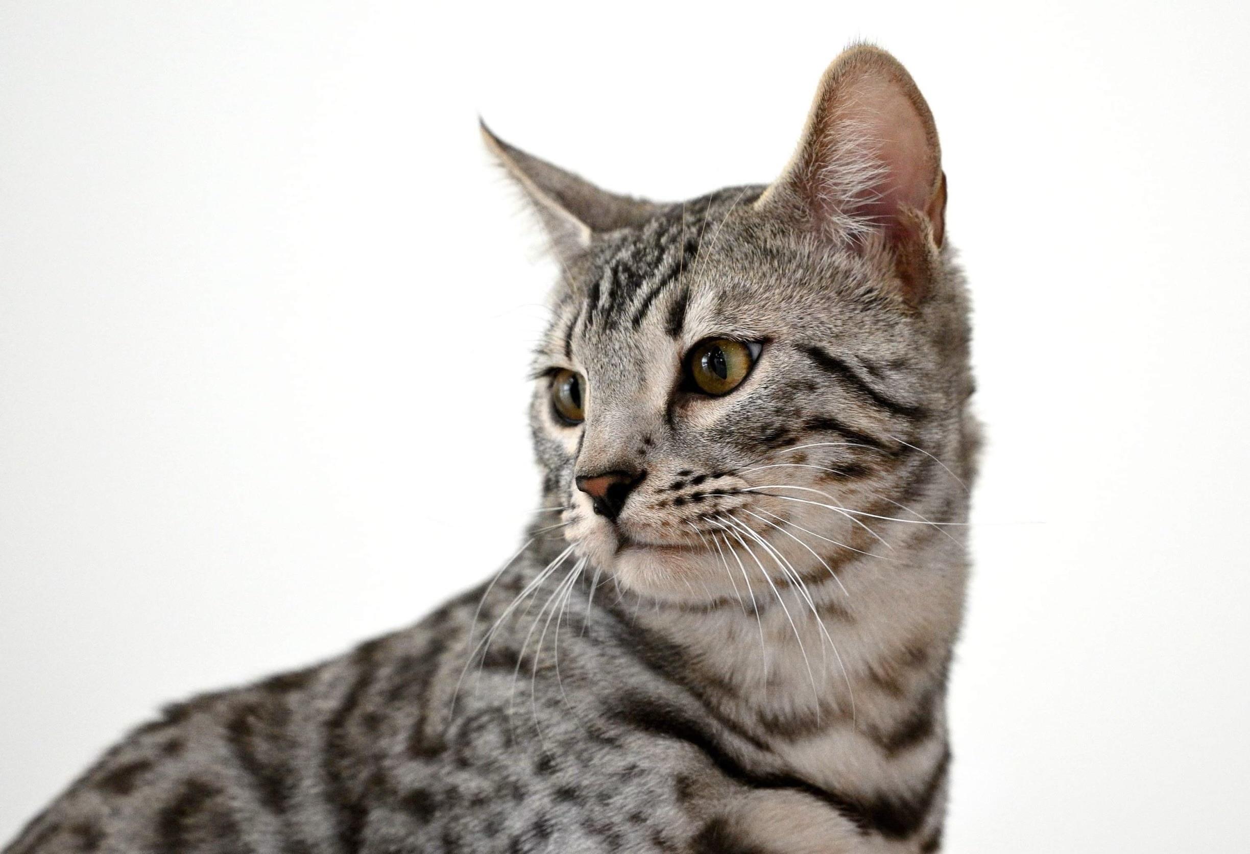Poseidon, a Silver (Black) Spotted Tabby Bengal male cat from Diamond Extasy cattery. Currently active in breeding program. Health tested: HCM N/N, PRA-b N/N, PK-def N/N. - Photo 10
