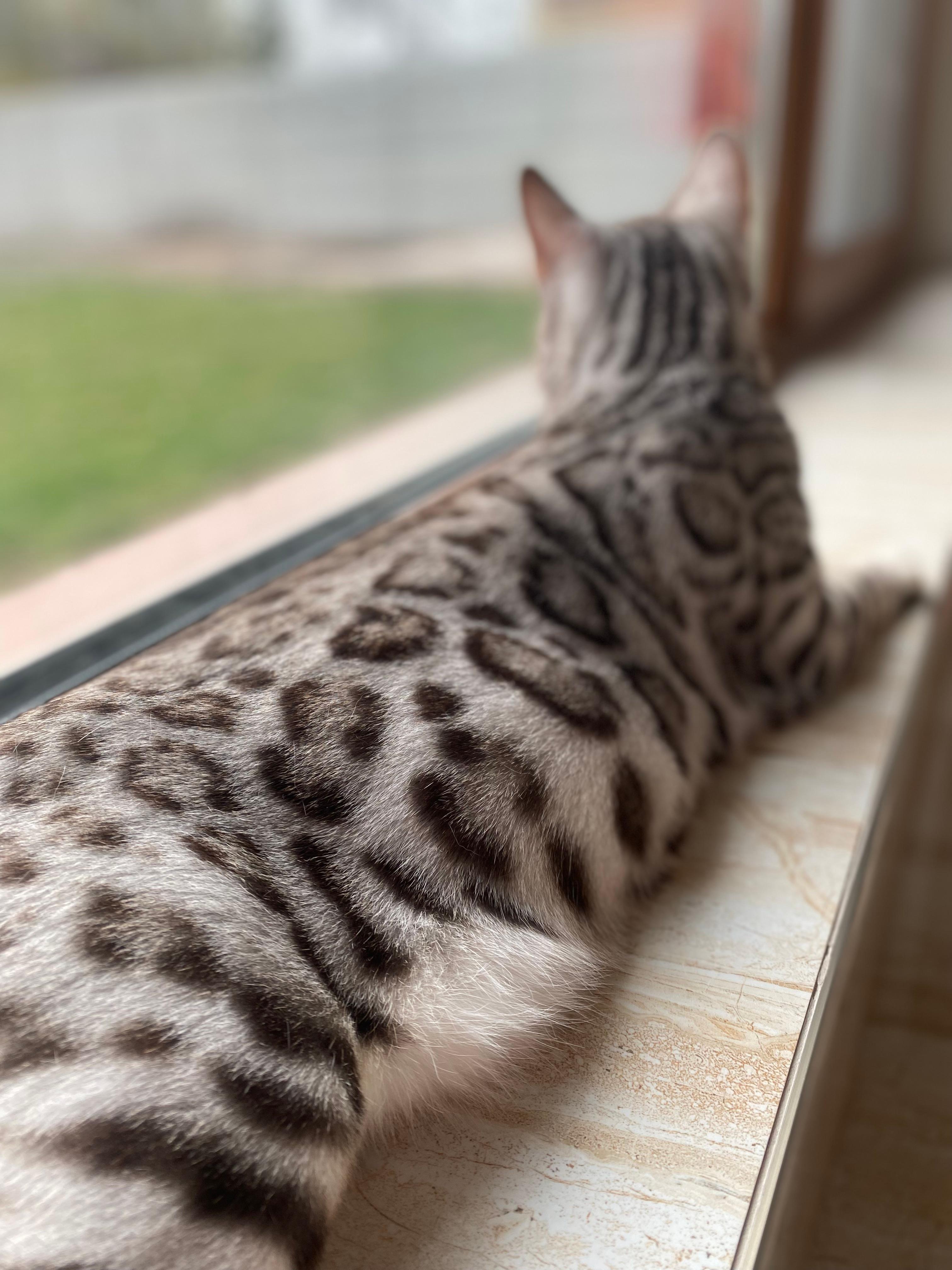 Poseidon, a Silver (Black) Spotted Tabby Bengal male cat from Diamond Extasy cattery. Currently active in breeding program. Health tested: HCM N/N, PRA-b N/N, PK-def N/N. - Photo 3