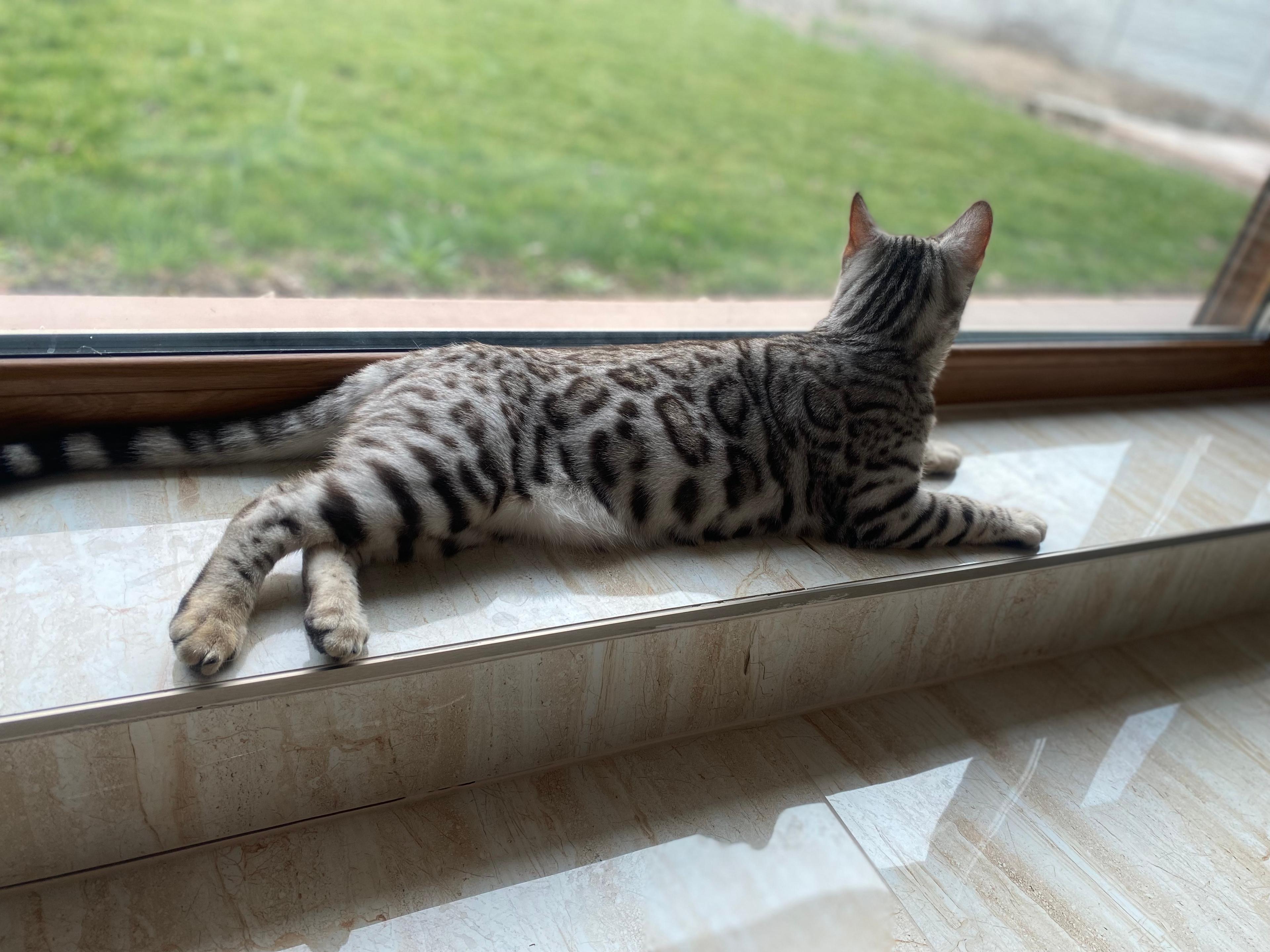 Poseidon, a Silver (Black) Spotted Tabby Bengal male cat from Diamond Extasy cattery. Currently active in breeding program. Health tested: HCM N/N, PRA-b N/N, PK-def N/N. - Photo 4