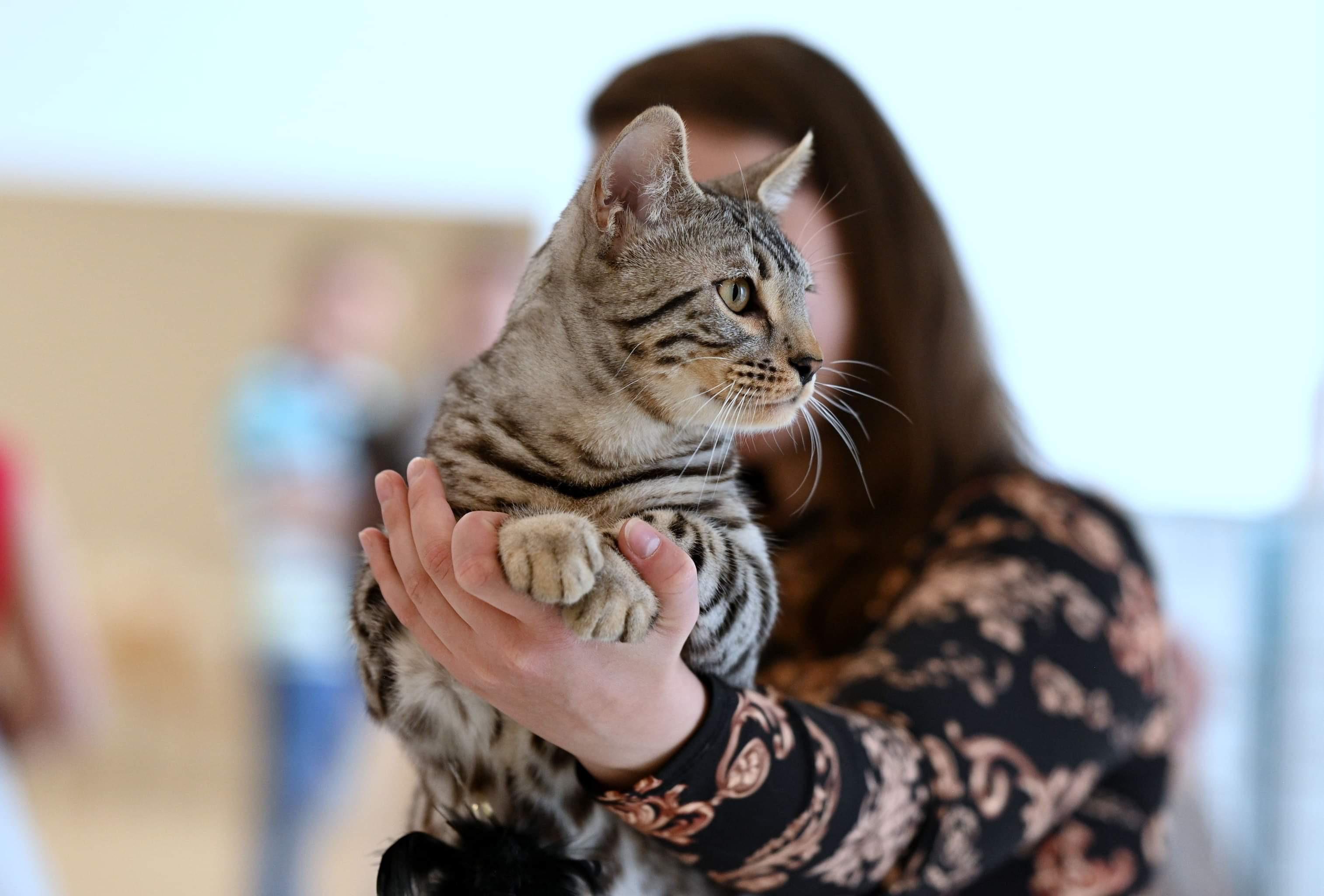 Poseidon, a Silver (Black) Spotted Tabby Bengal male cat from Diamond Extasy cattery. Currently active in breeding program. Health tested: HCM N/N, PRA-b N/N, PK-def N/N. - Photo 5