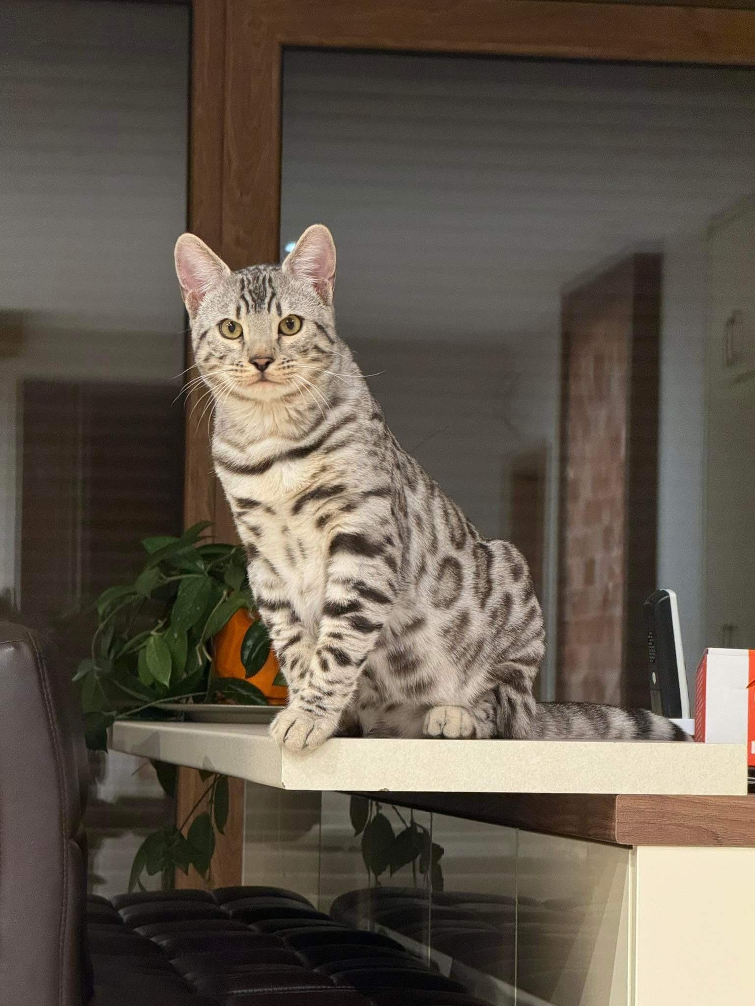 Poseidon, a Silver (Black) Spotted Tabby Bengal male cat from Diamond Extasy cattery. Currently active in breeding program. Health tested: HCM N/N, PRA-b N/N, PK-def N/N. - Photo 7