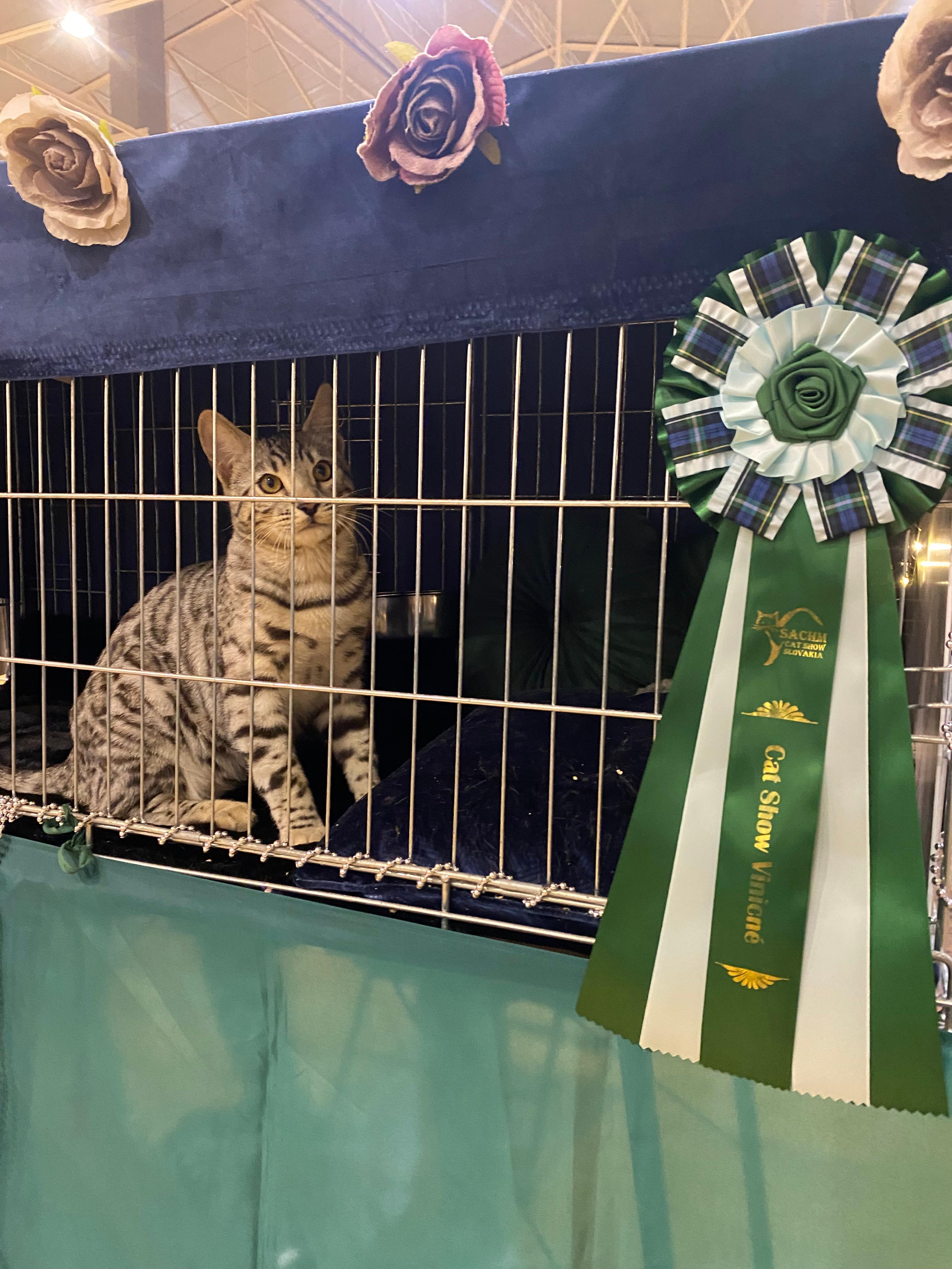 Poseidon, a Silver (Black) Spotted Tabby Bengal male cat from Diamond Extasy cattery. Currently active in breeding program. Health tested: HCM N/N, PRA-b N/N, PK-def N/N. - Photo 8