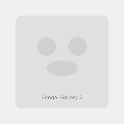 Bengal kitten playing