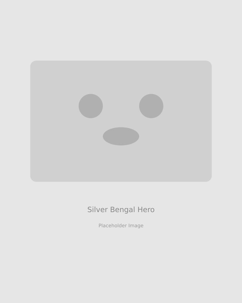 Diamond Extasy Silver Bengal cat - Champion breeding cattery in Slovakia