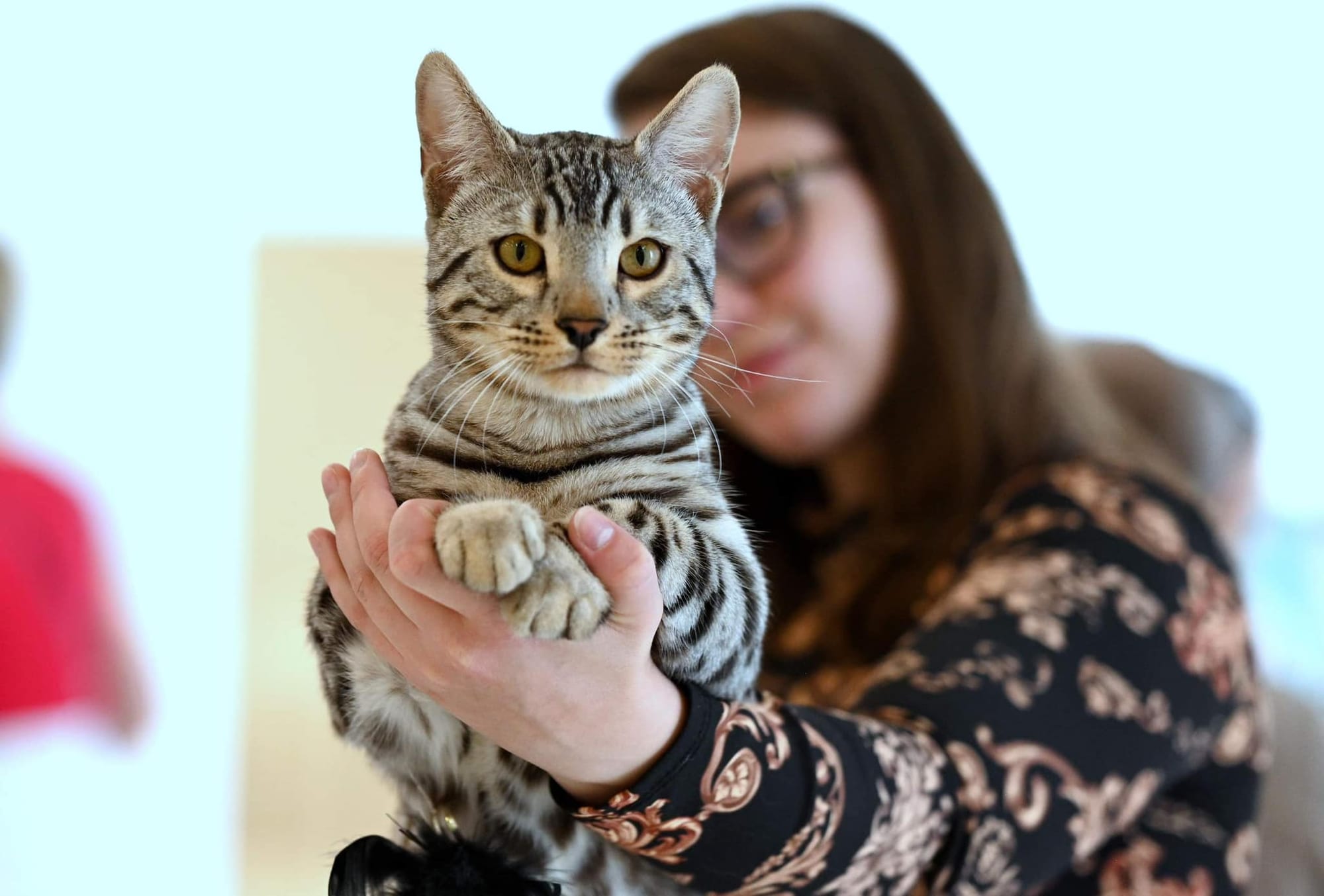 Diamond Extasy Bengal cattery